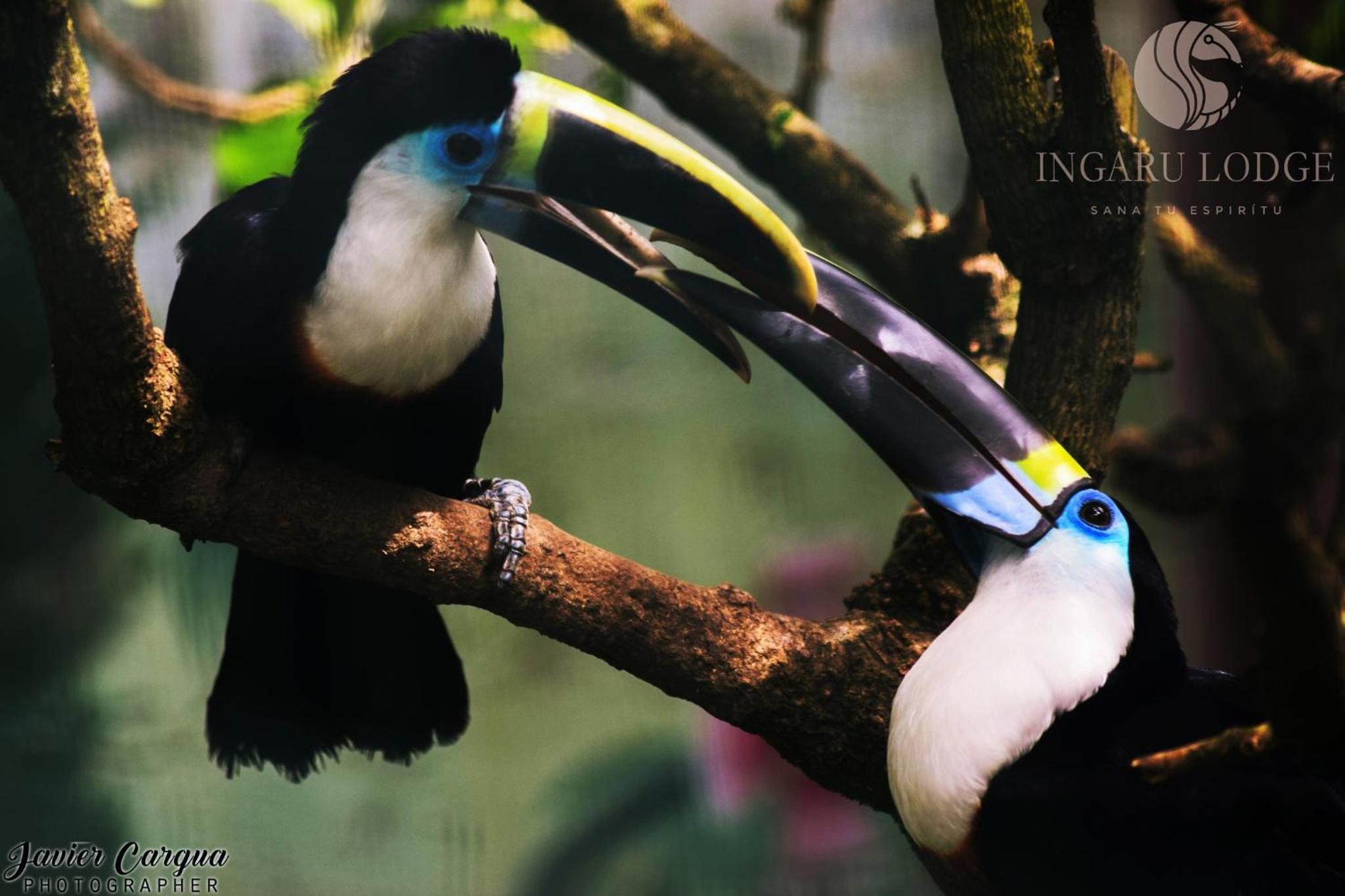 Ingaru Amazon Lodge
