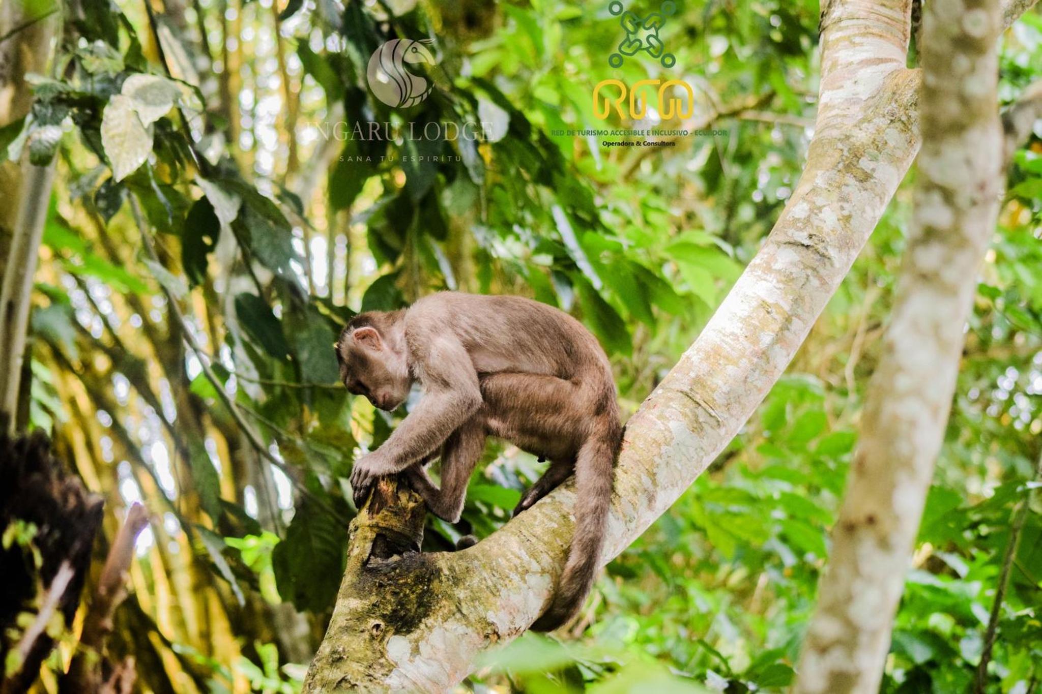 Ingaru Amazon Lodge