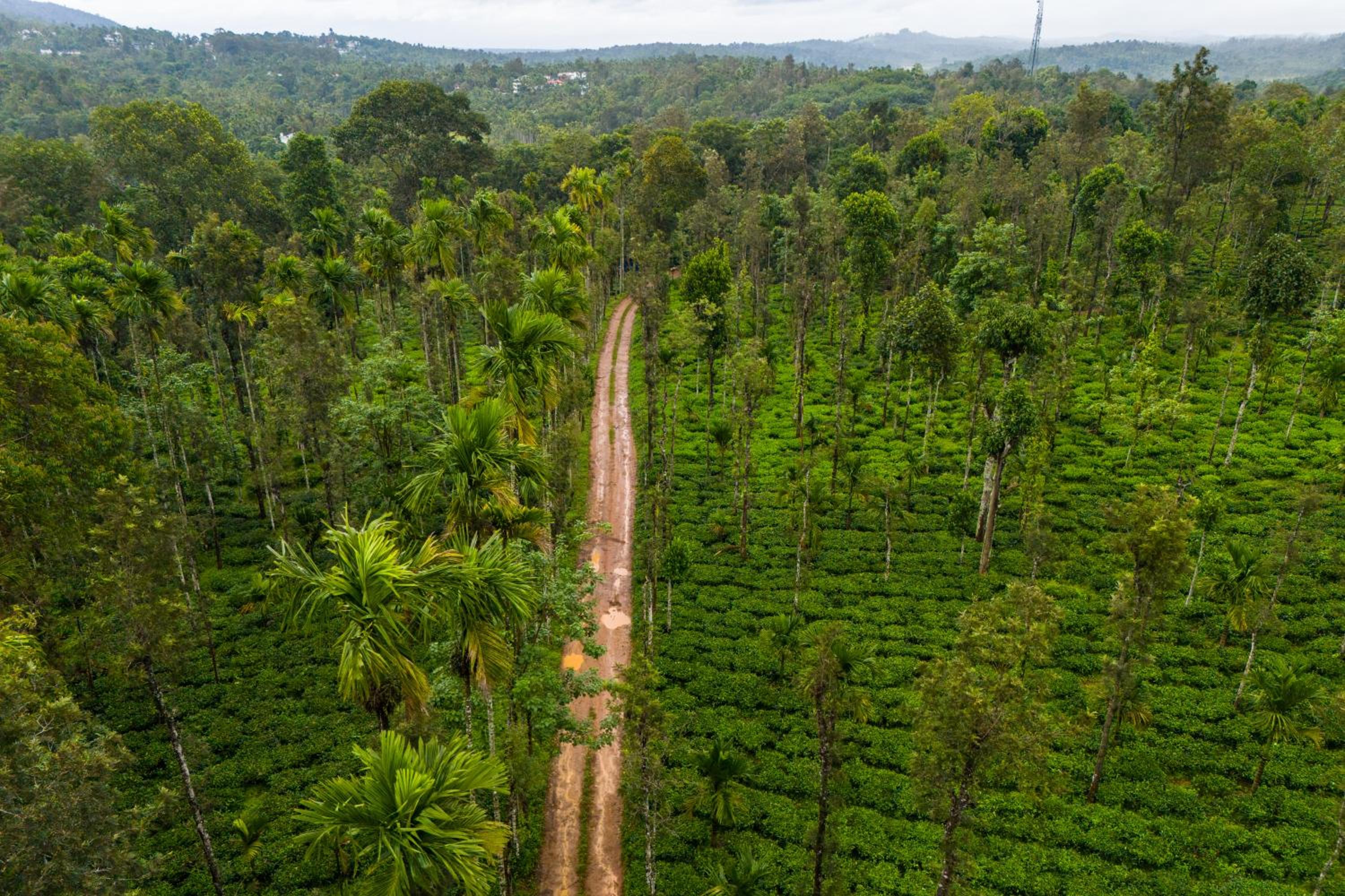 Theyila Wayanad Premium Pool Resort