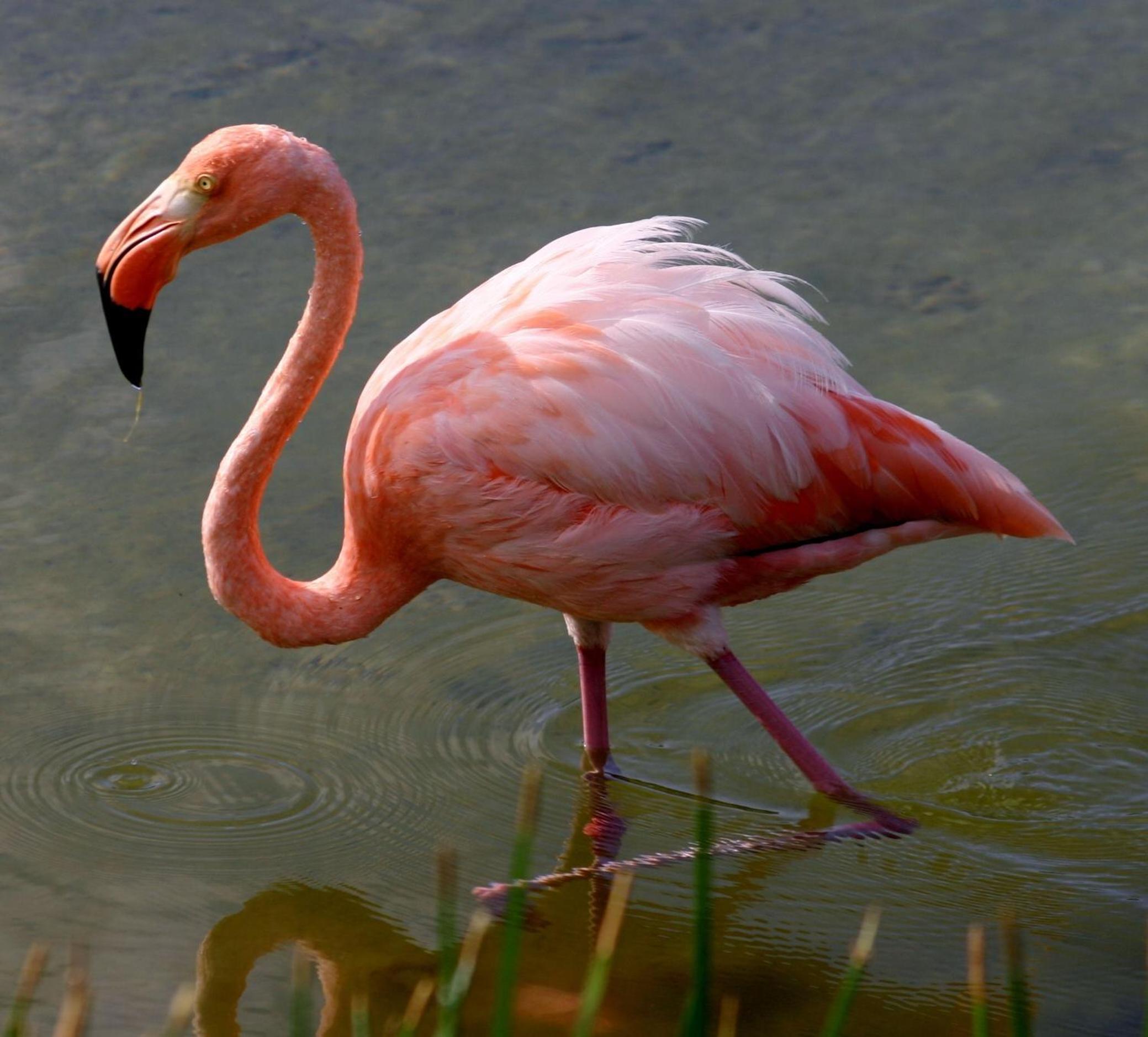 GALAPAGOS Flamingos