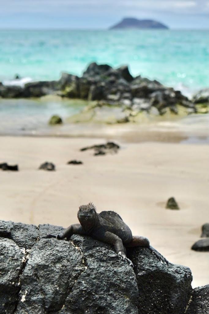 GALAPAGOS Flamingos