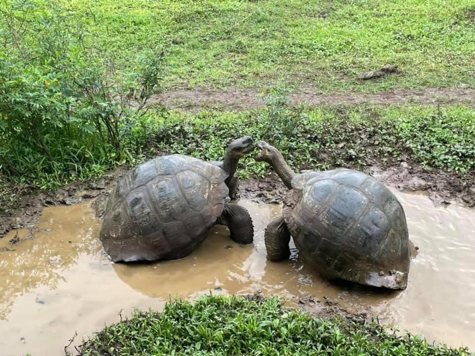 GALAPAGOS Flamingos