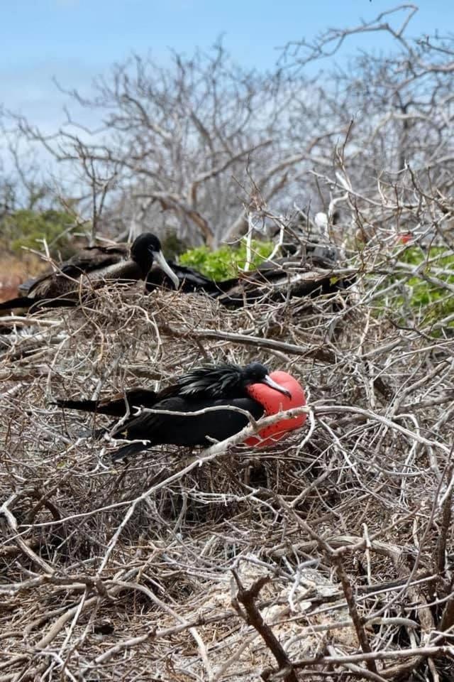 GALAPAGOS Flamingos