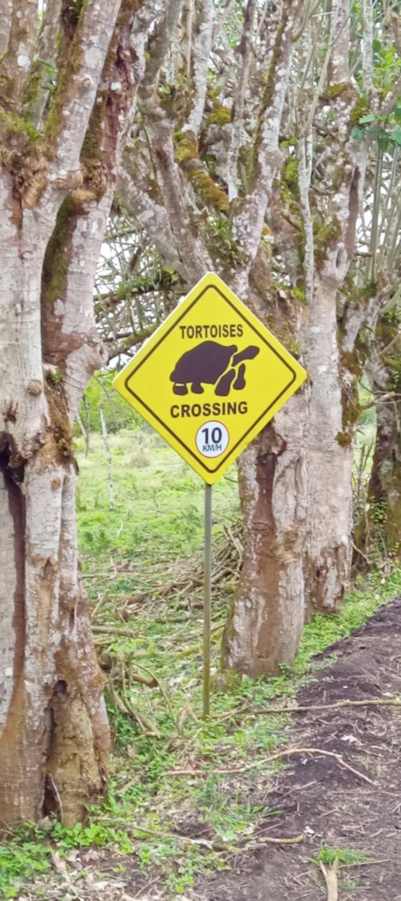 GALAPAGOS Flamingos