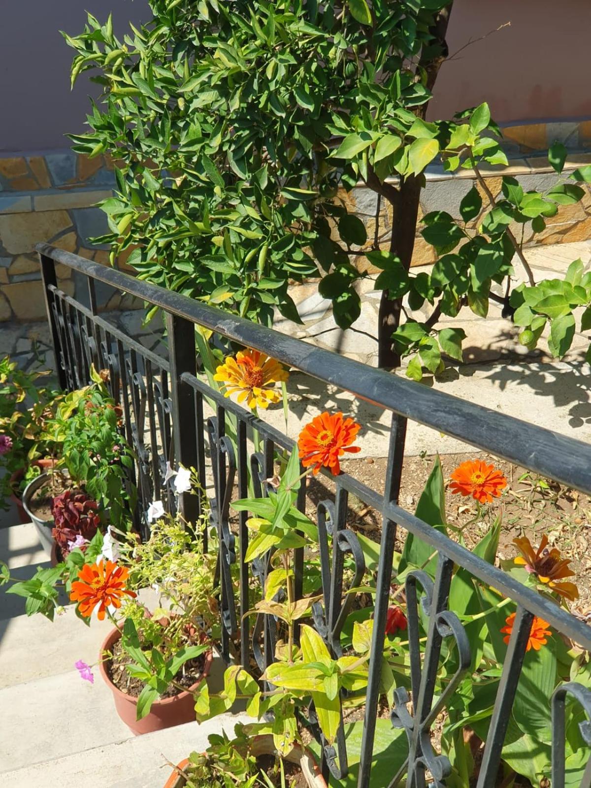 Sara Guesthouse