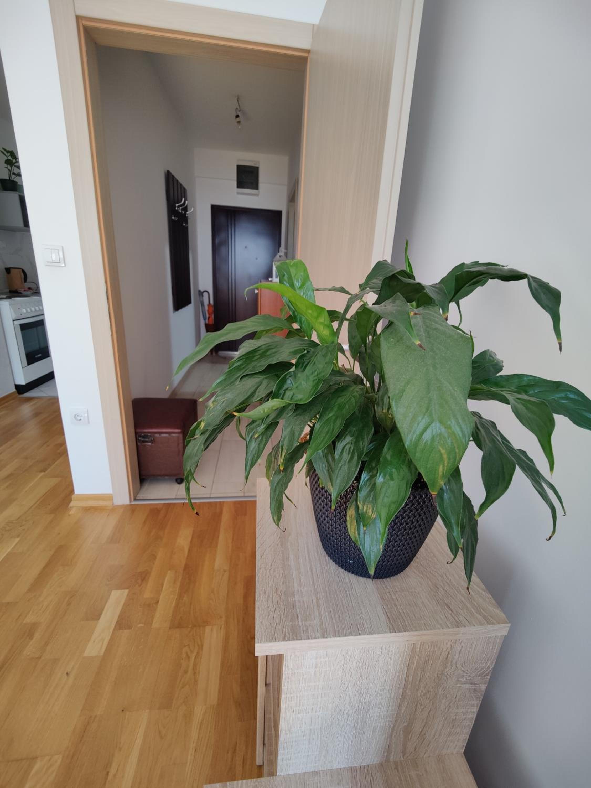 Apartman Aleksic