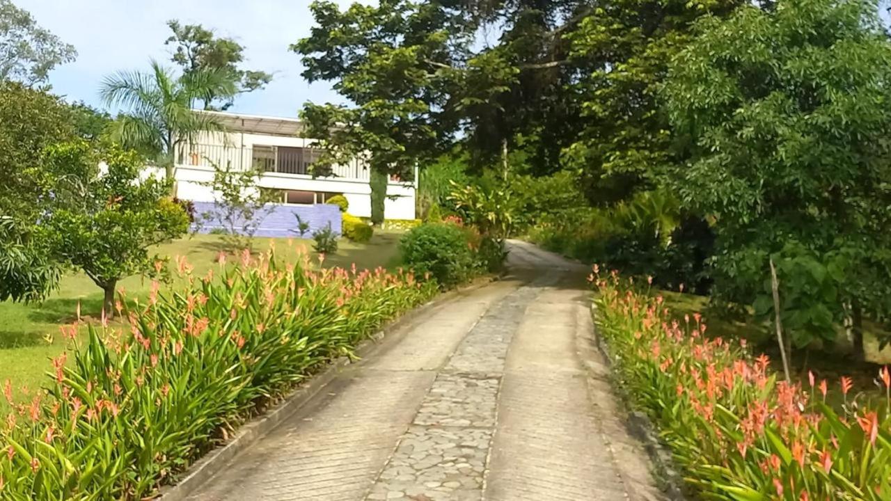 La palmera