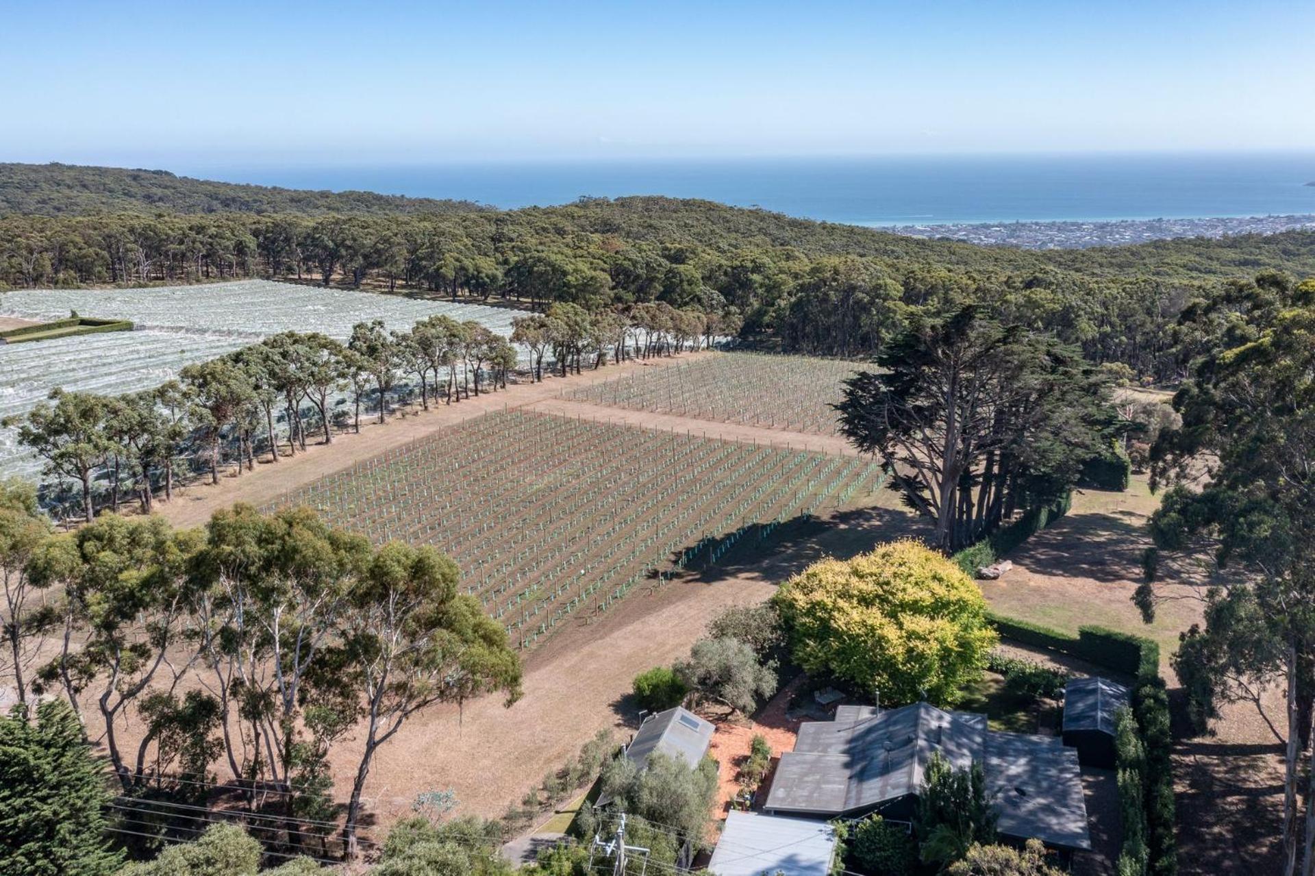 The Elm Red Hill Vineyard and Bay views
