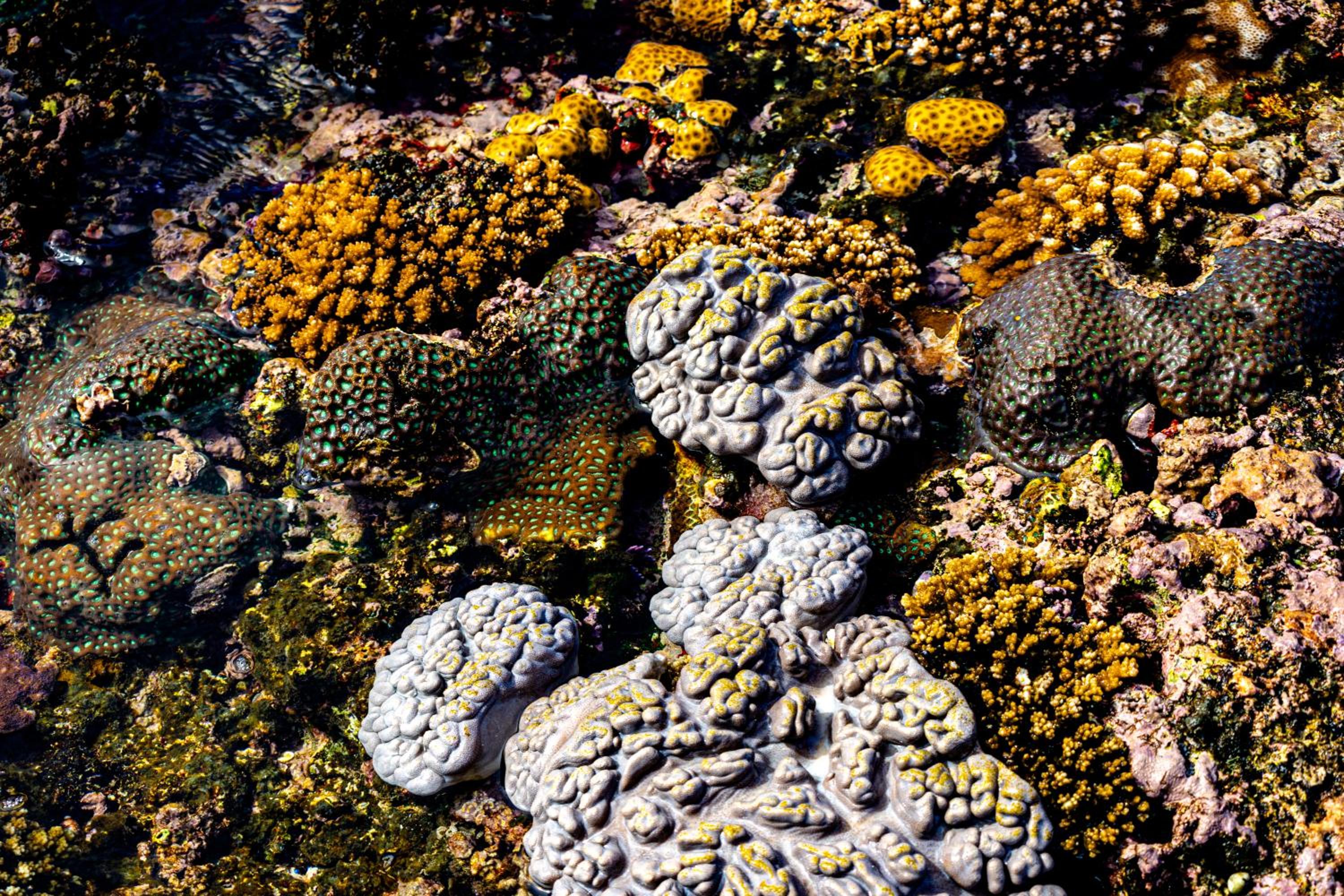 Ocean White House