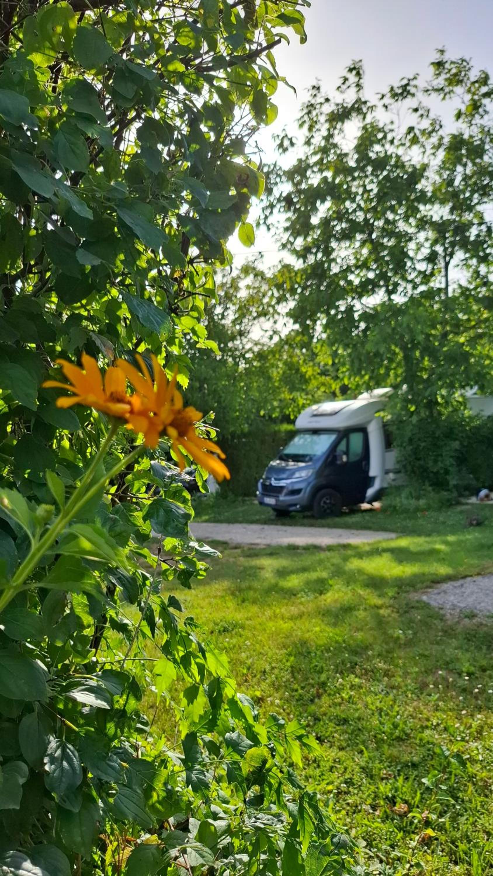 Campingrosengarten