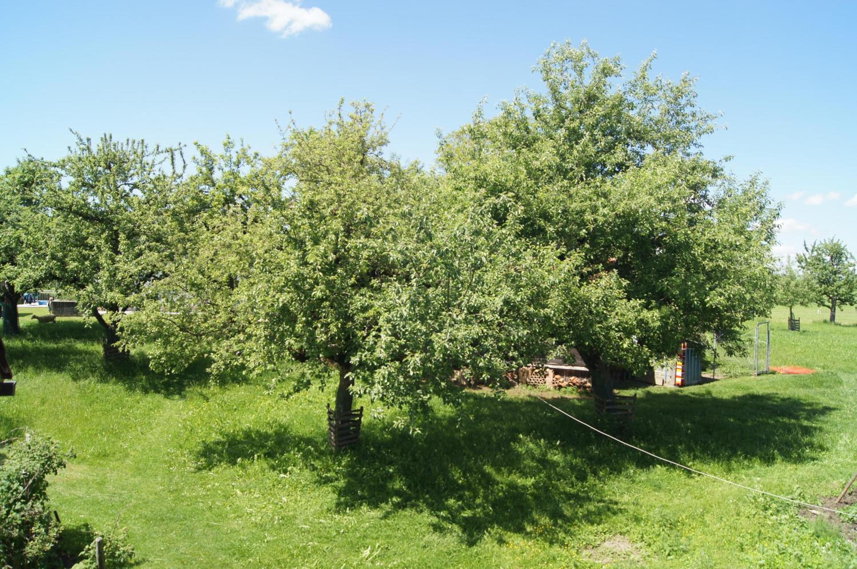 Ferienwohnung im Obstgarten