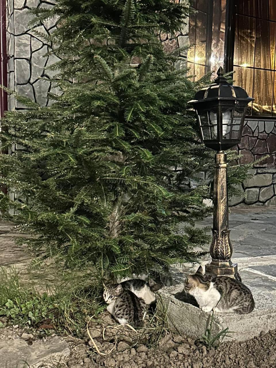 Ismayilli Family house