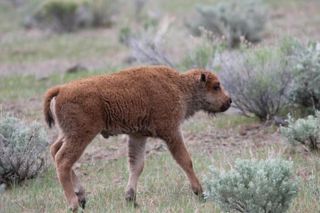 Large home less than 5 miles to Yellowstone North Entrance, Sleeps up to 8