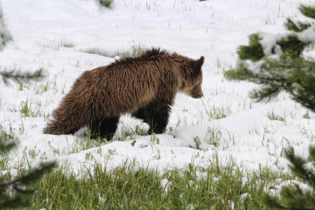 Large home less than 5 miles to Yellowstone North Entrance, Sleeps up to 8