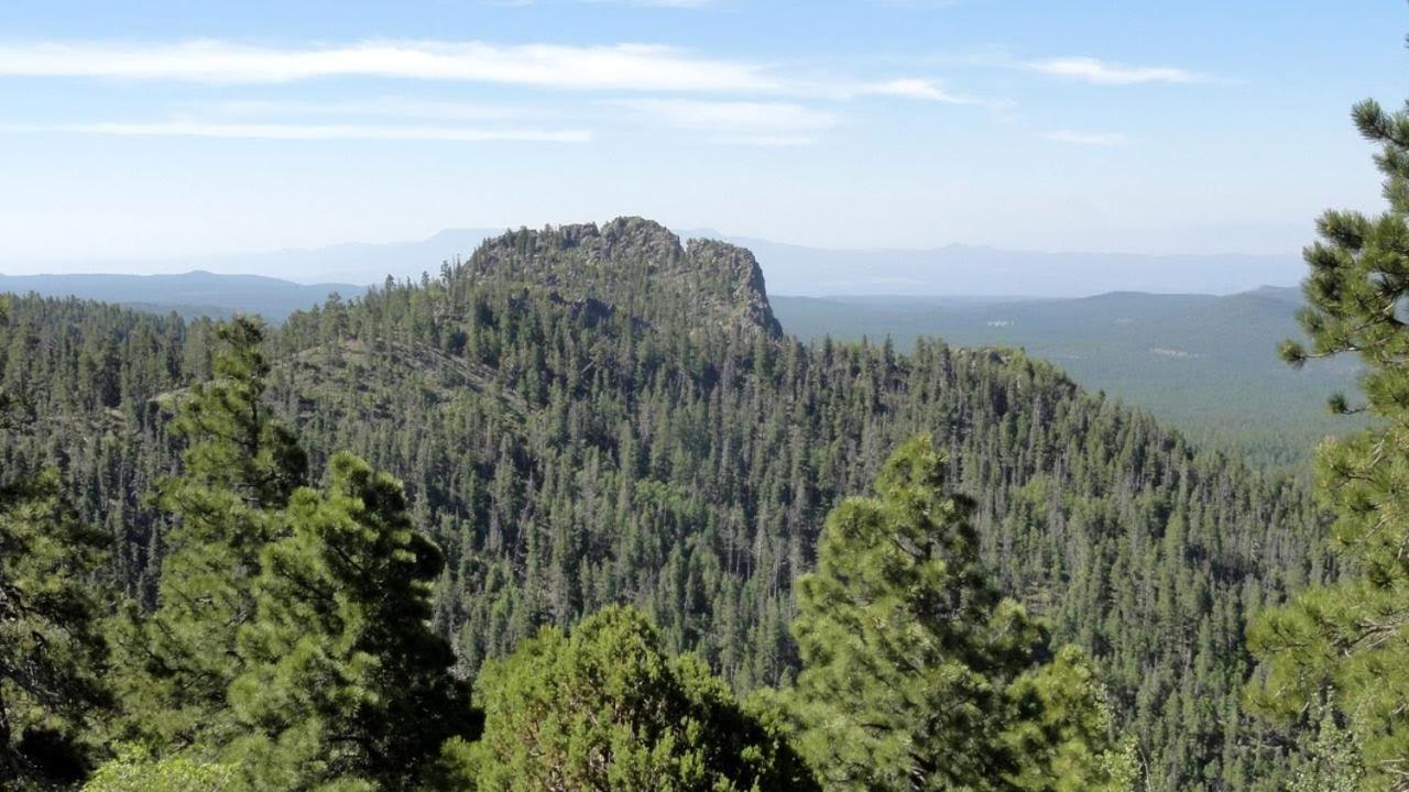 Photo 41