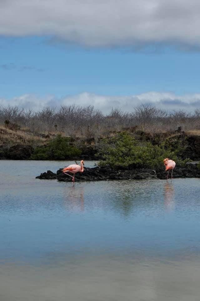 GALAPAGOS Flamingos