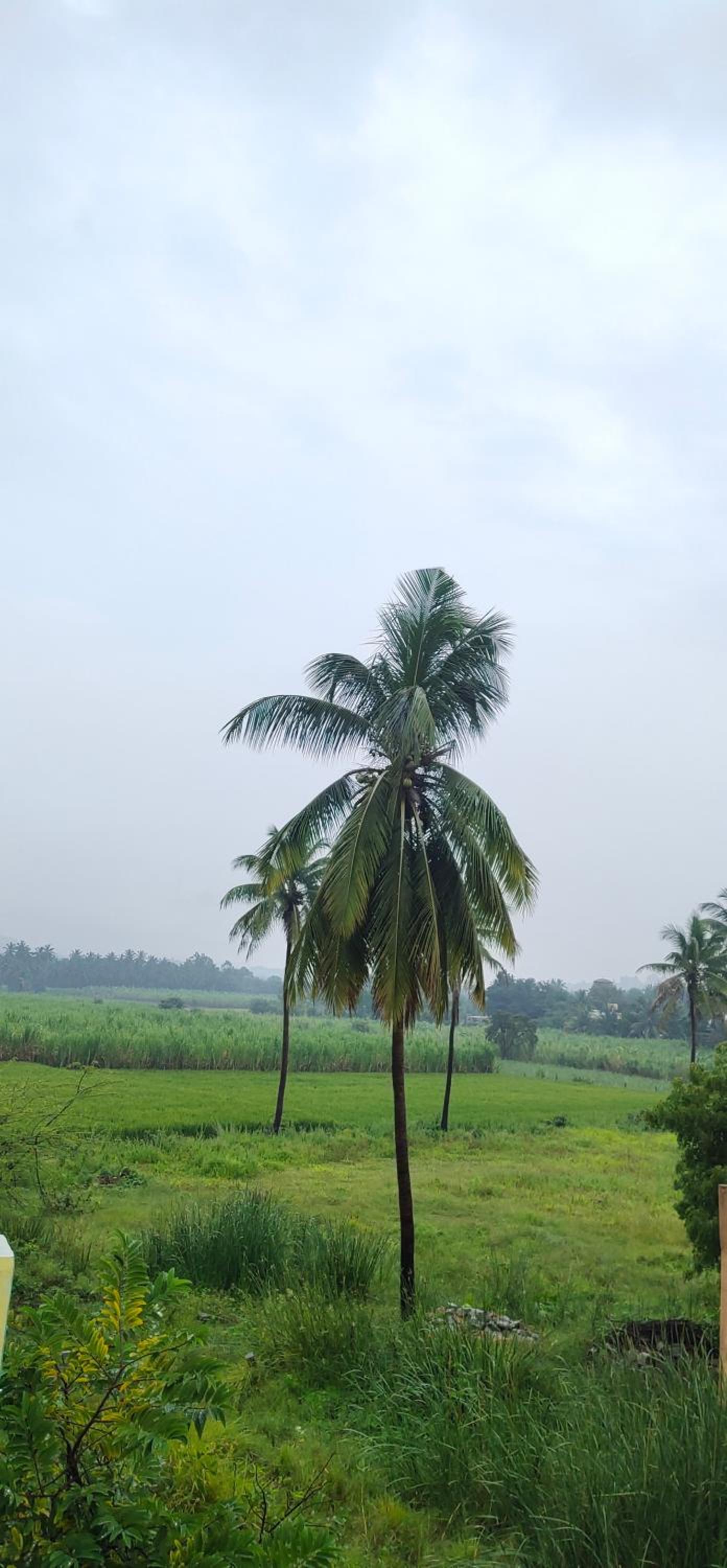 Raj Homestay Hampi view 4