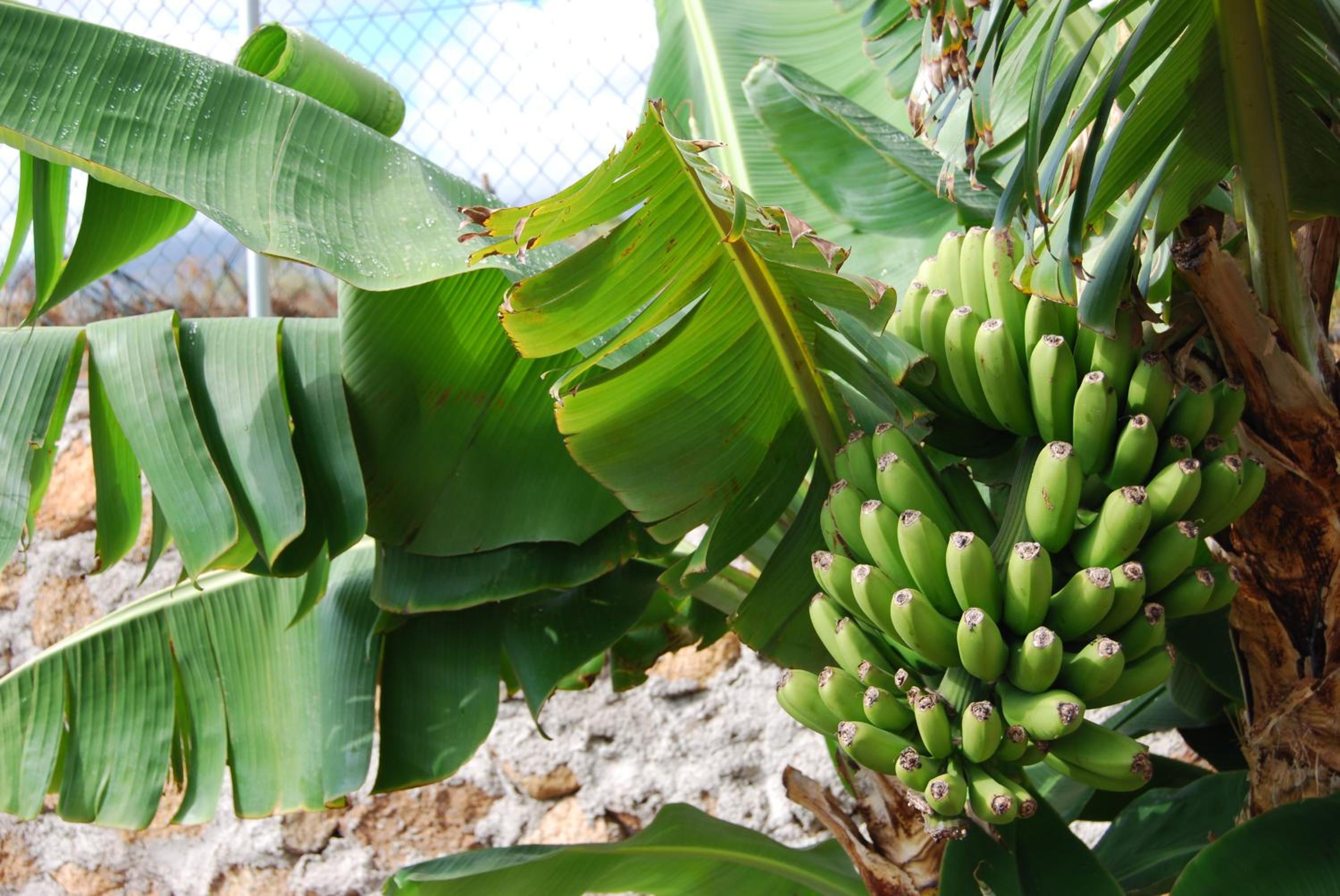 Finca ecológica casa el Cuarto con vistas