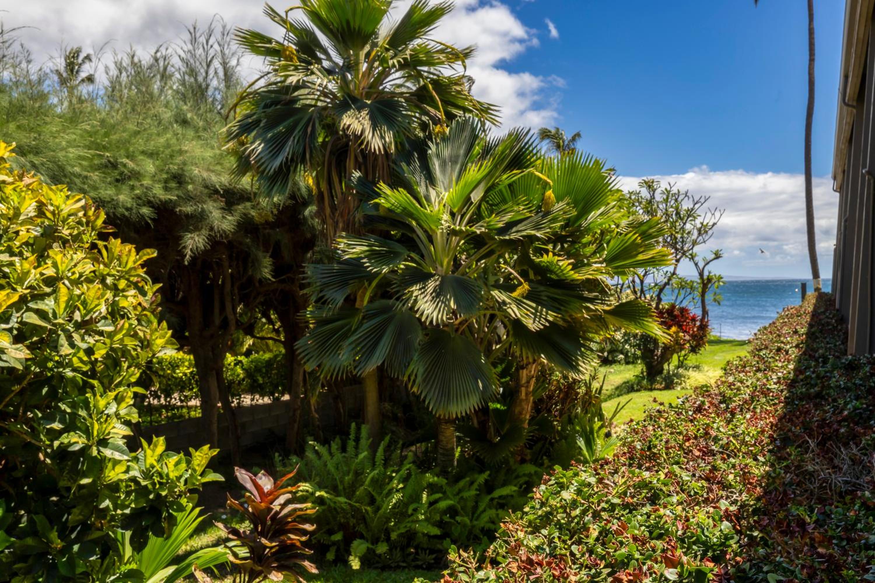 Kihei Kai Oceanfront Condos