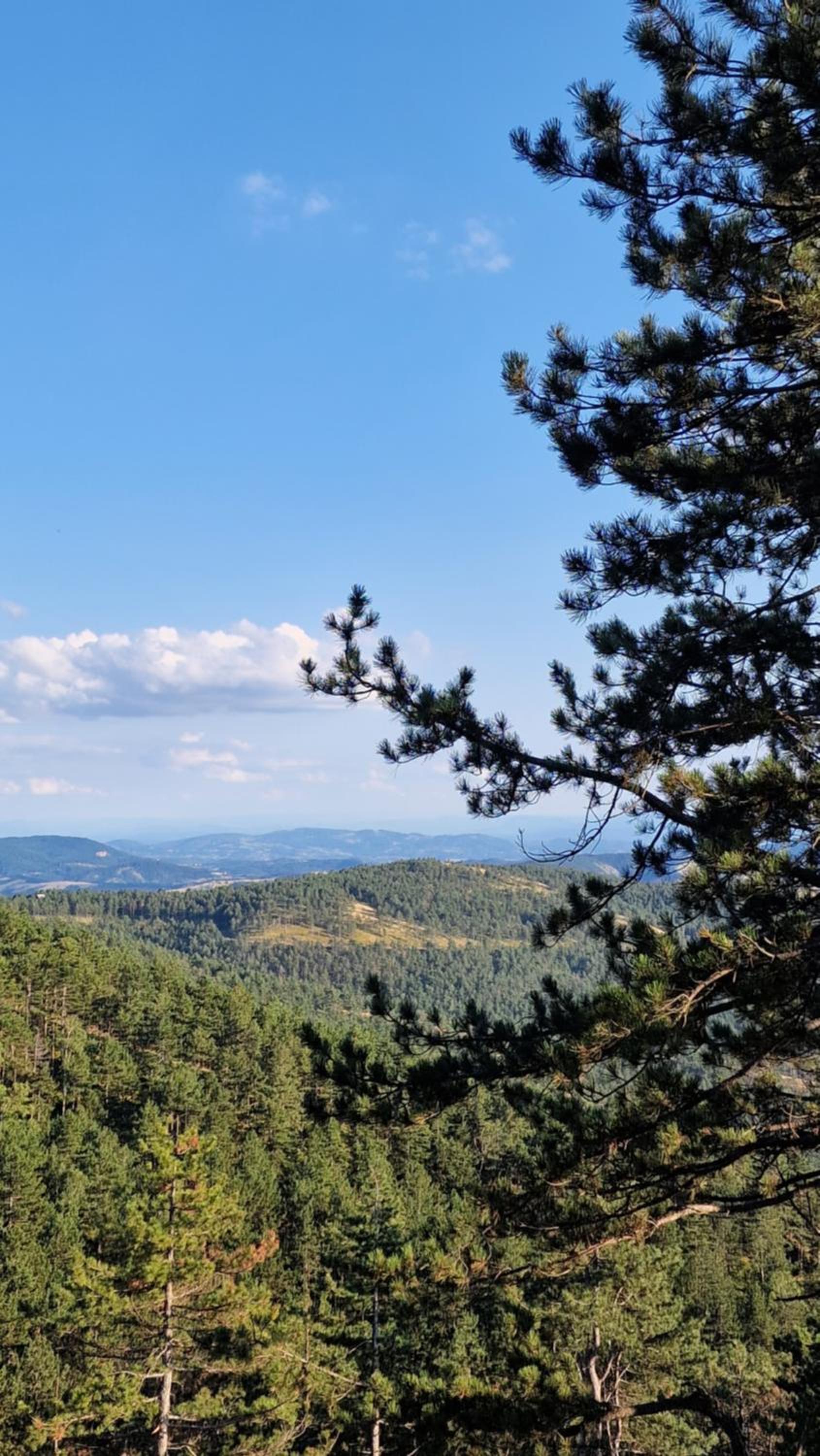 Apartman Little fox Divčibare