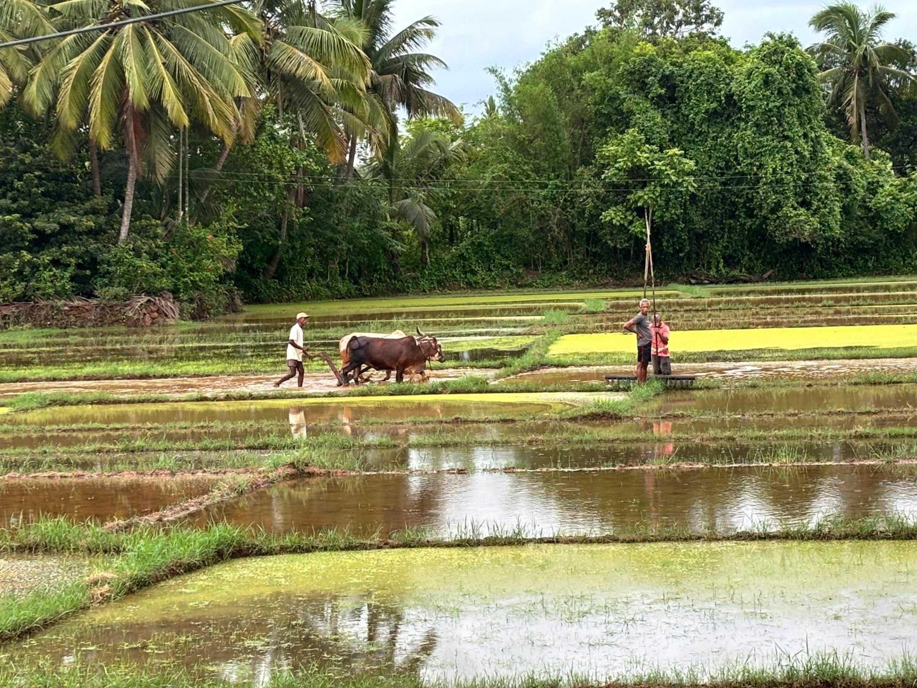 Surangi Homestays