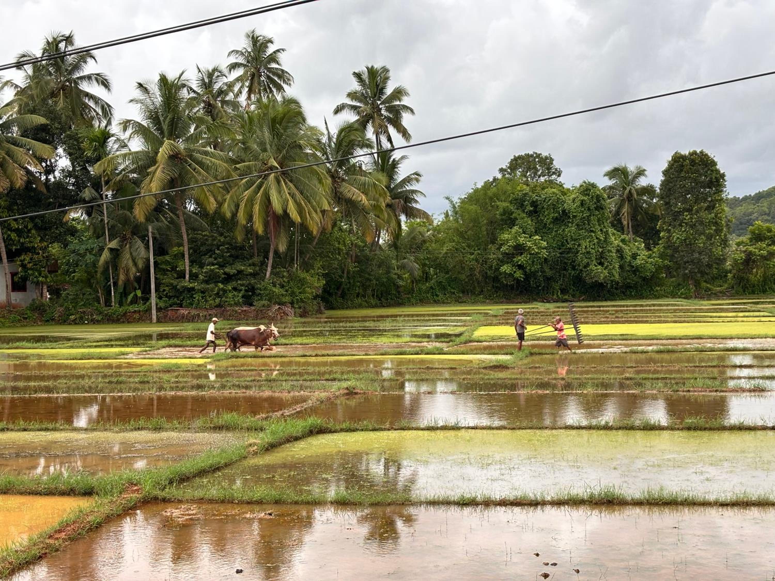 Surangi Homestays