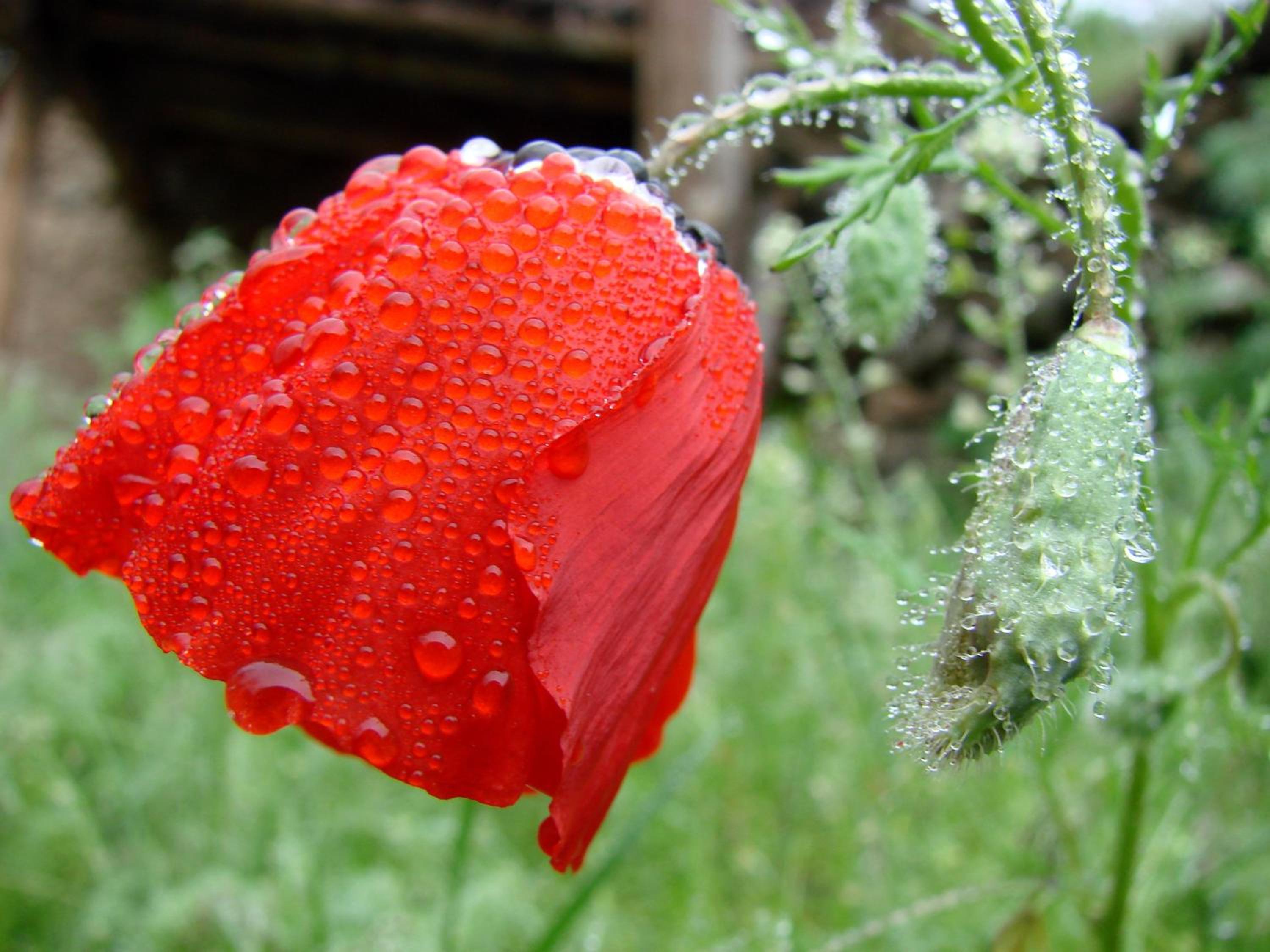 NURATA MOUNTAIN GUESTHOUSE Shiringul