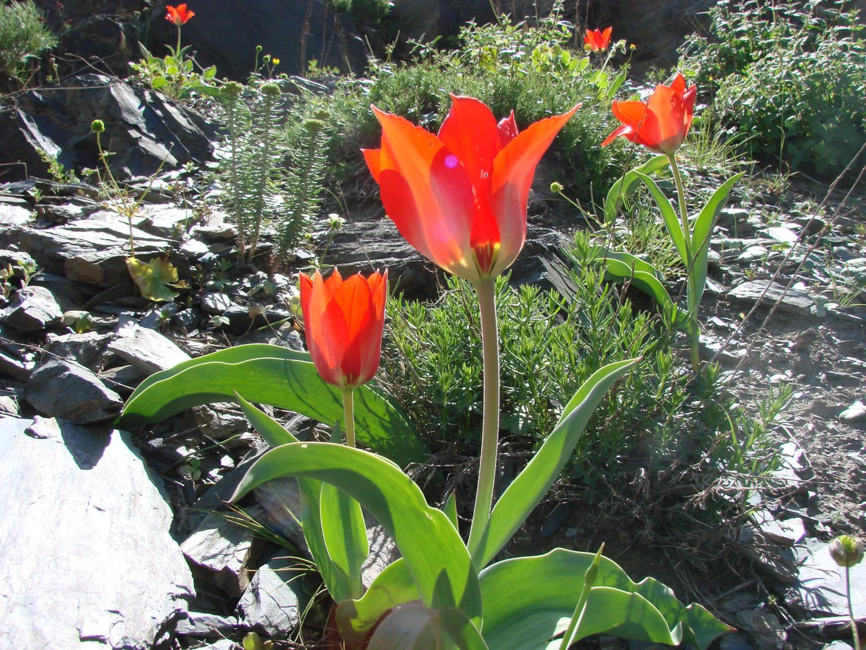 NURATA MOUNTAIN GUESTHOUSE Shiringul