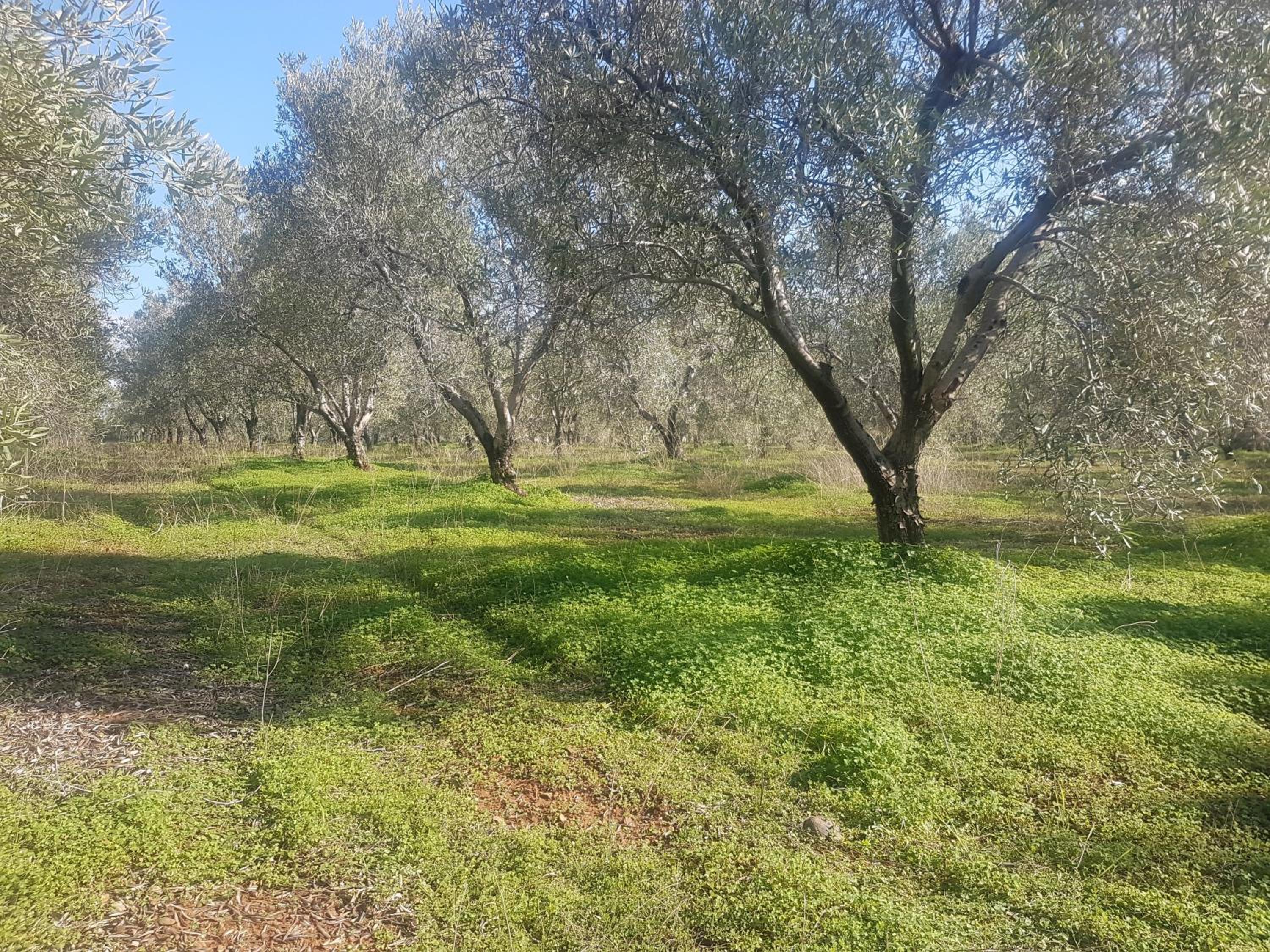 Masseria Novelli