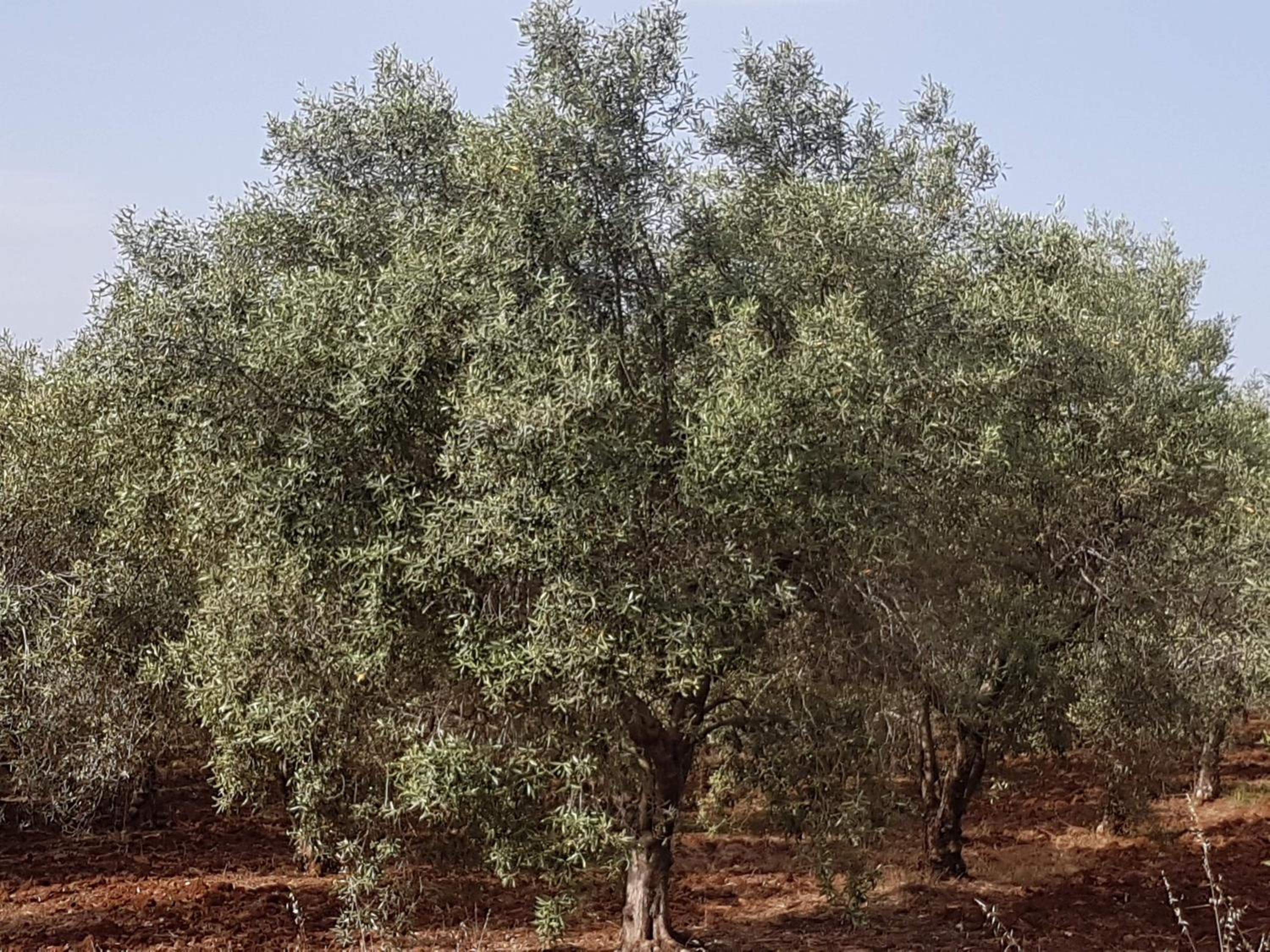 Masseria Novelli