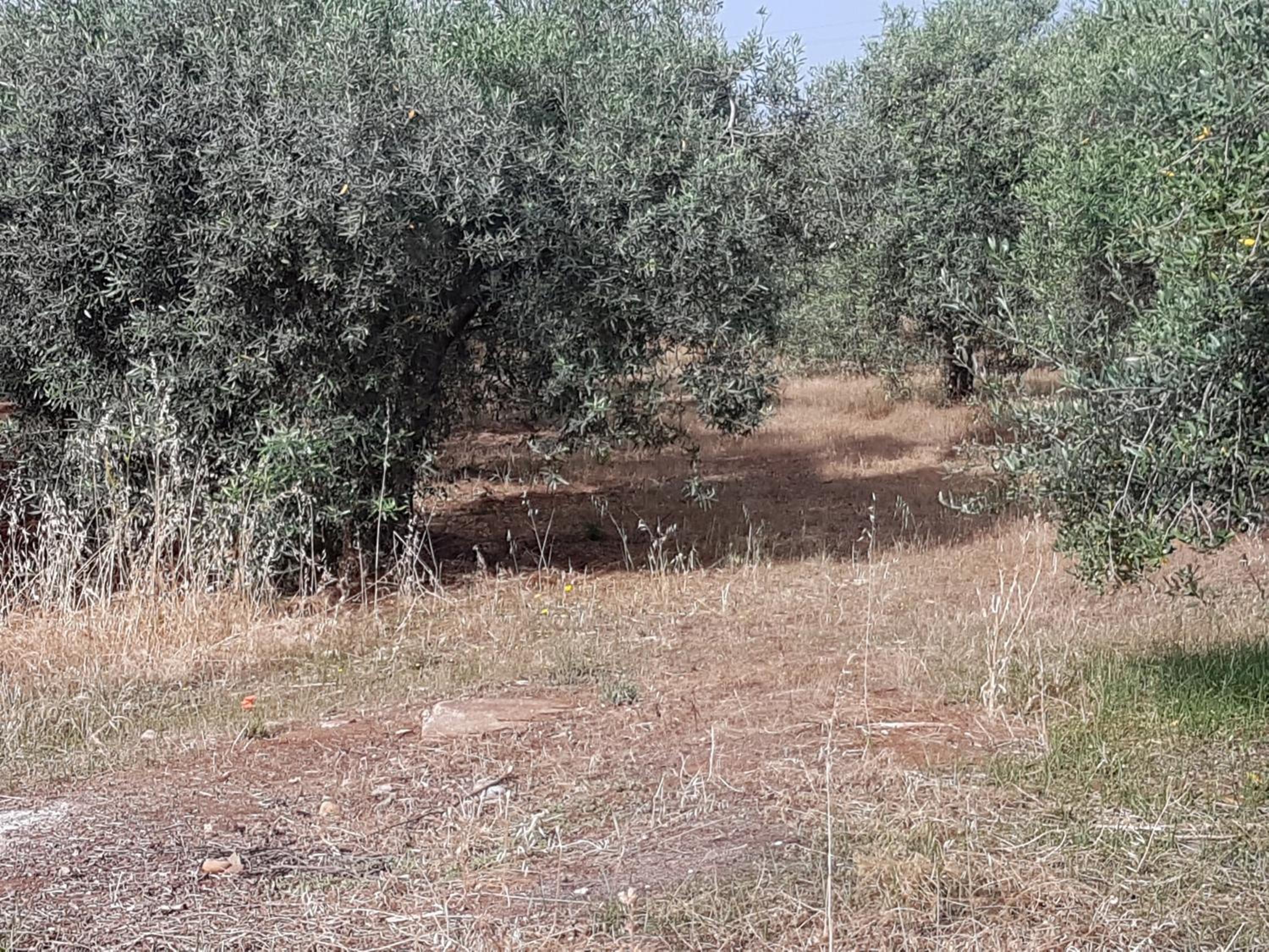 Masseria Novelli