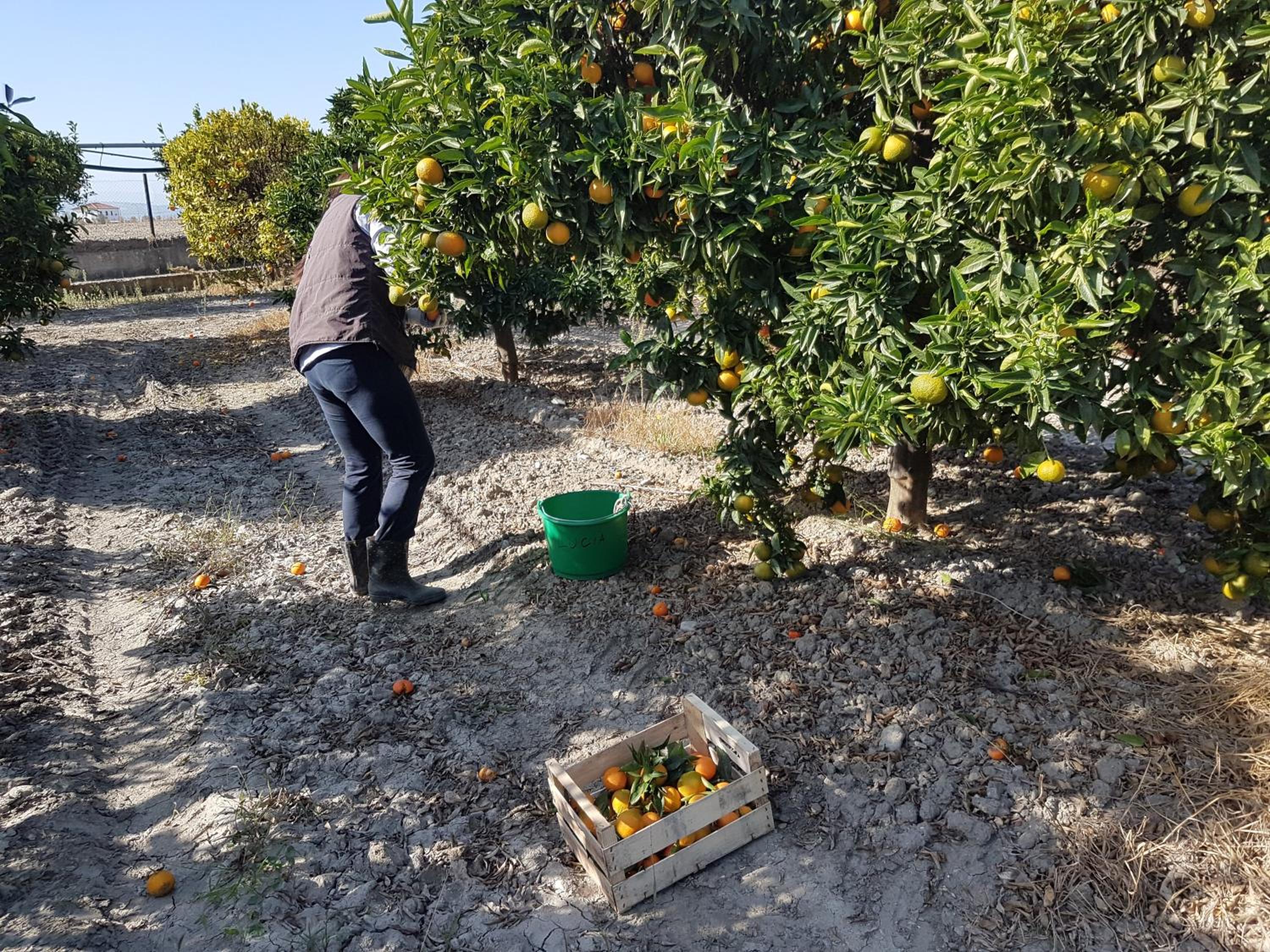 Masseria Novelli