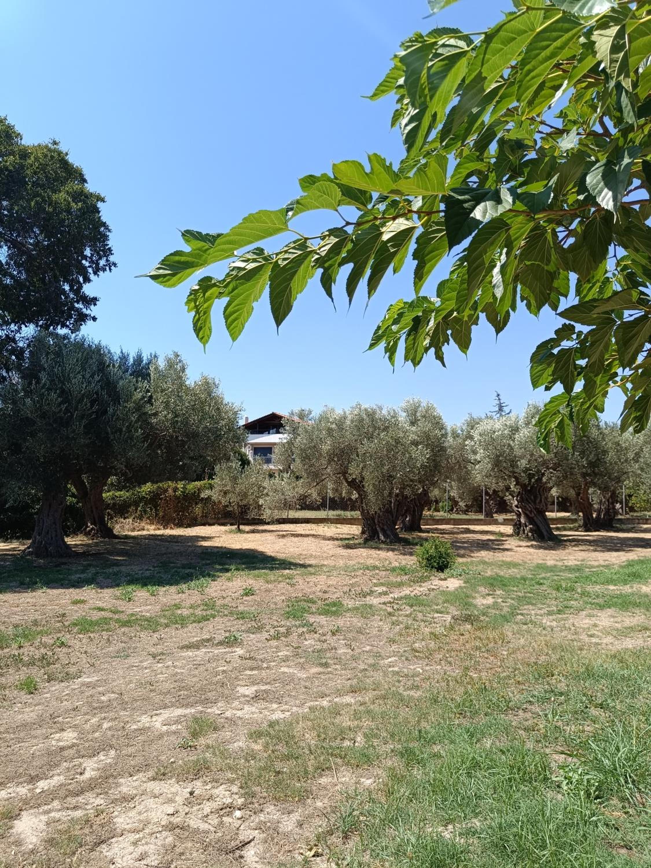 Villa Eleonas