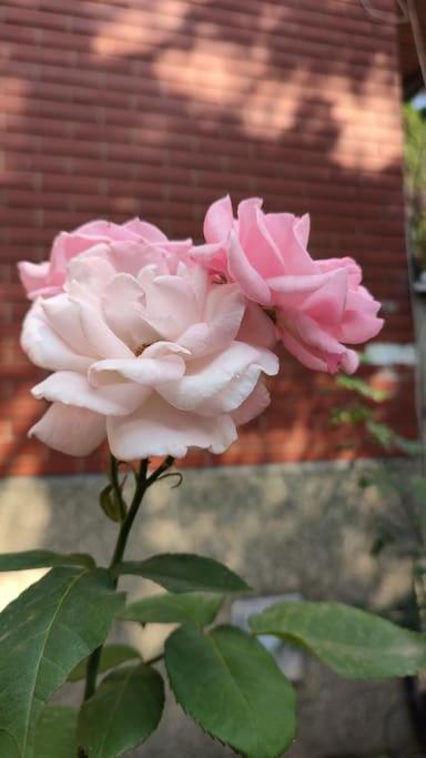 Photo 46