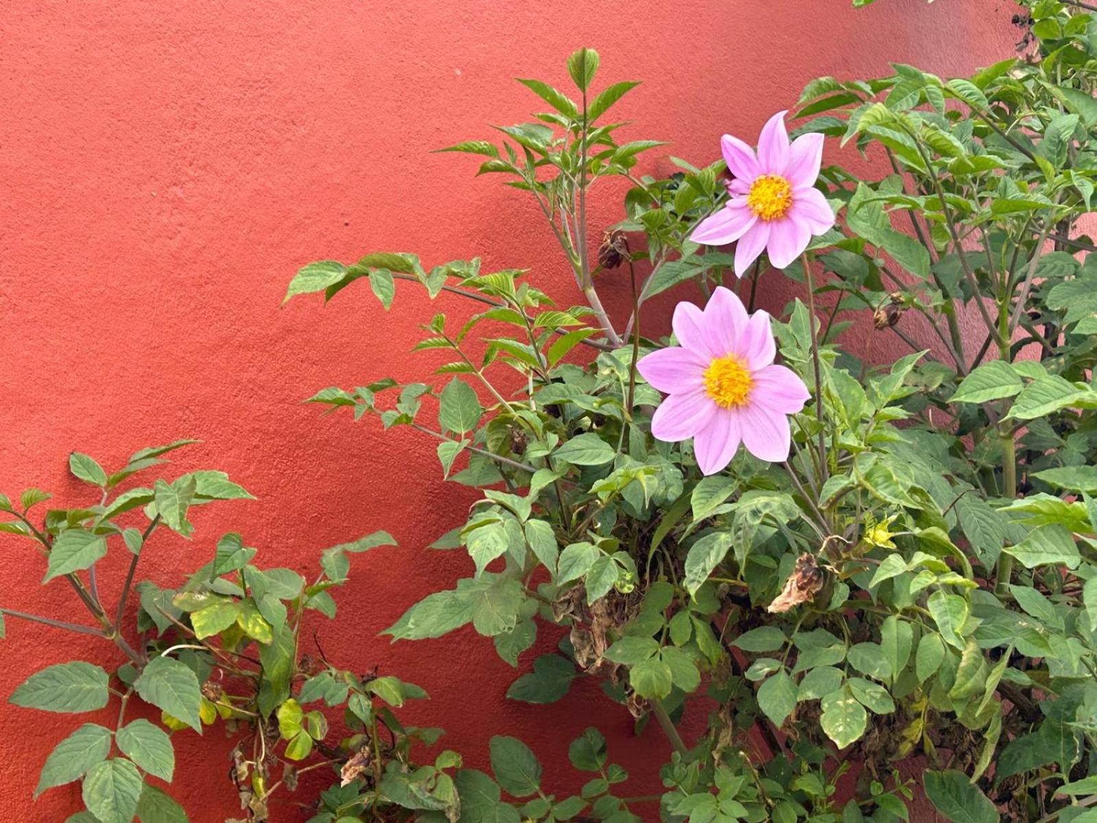 Jardin Las Hayas