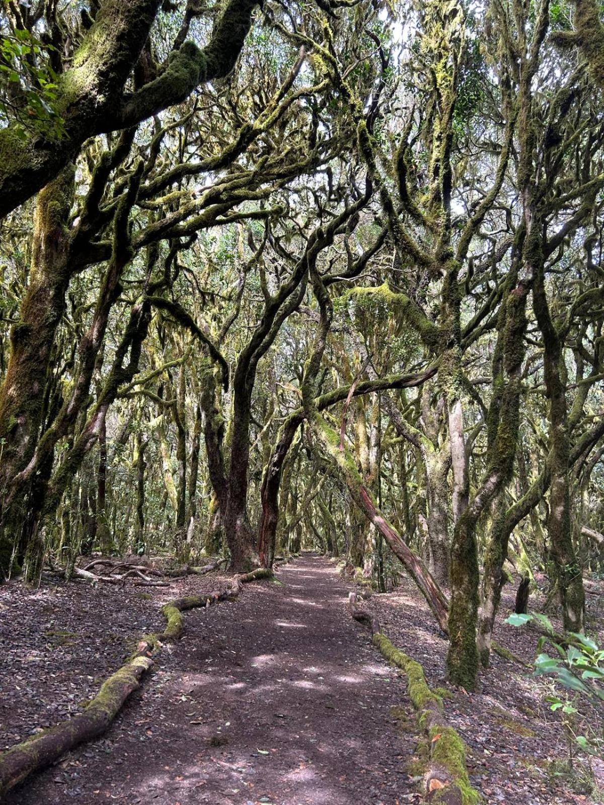 Jardin Las Hayas