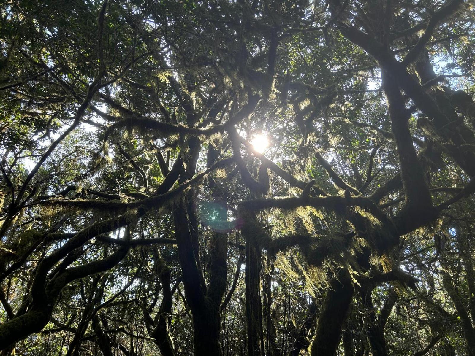 Jardin Las Hayas