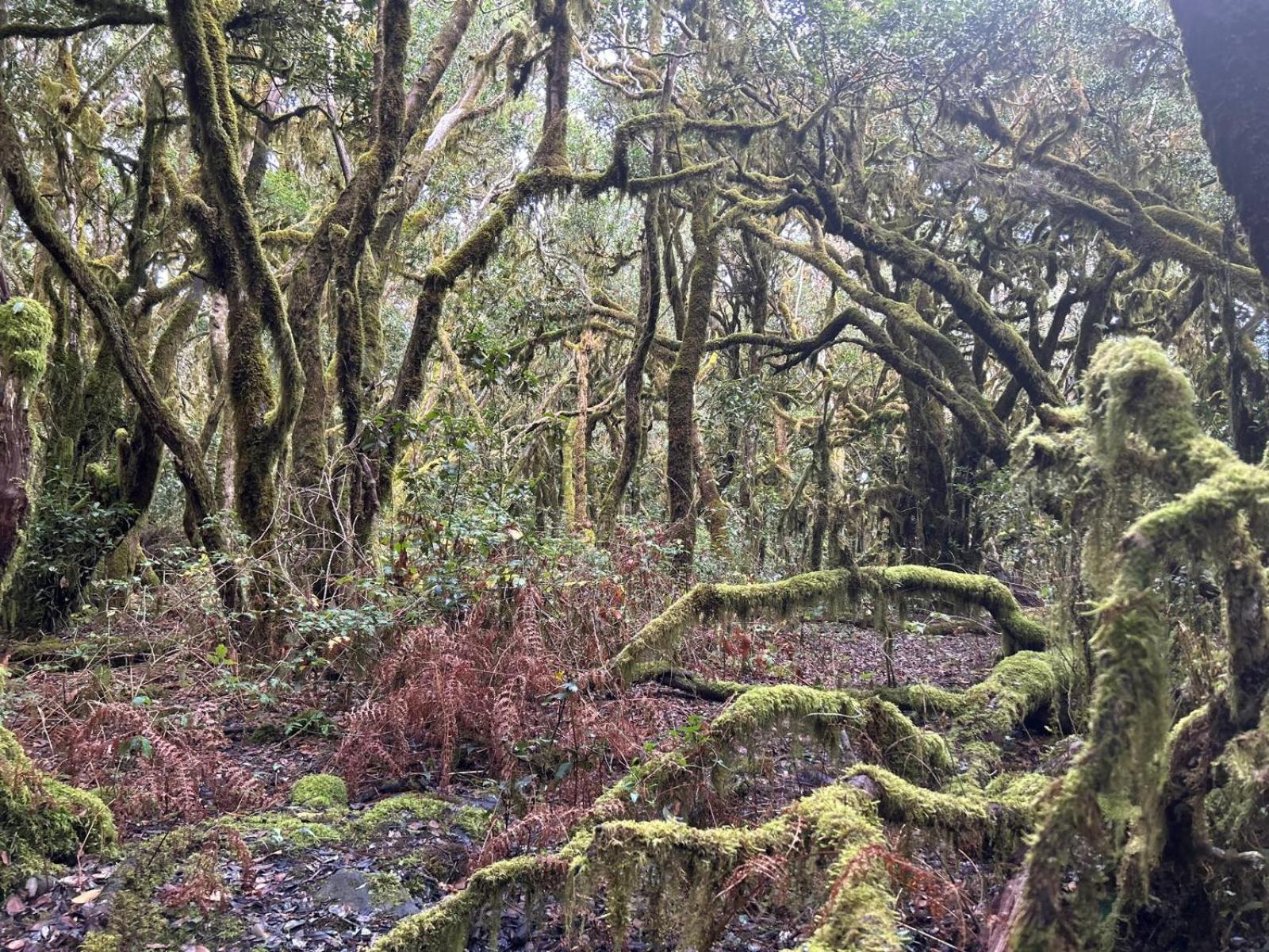 Jardin Las Hayas