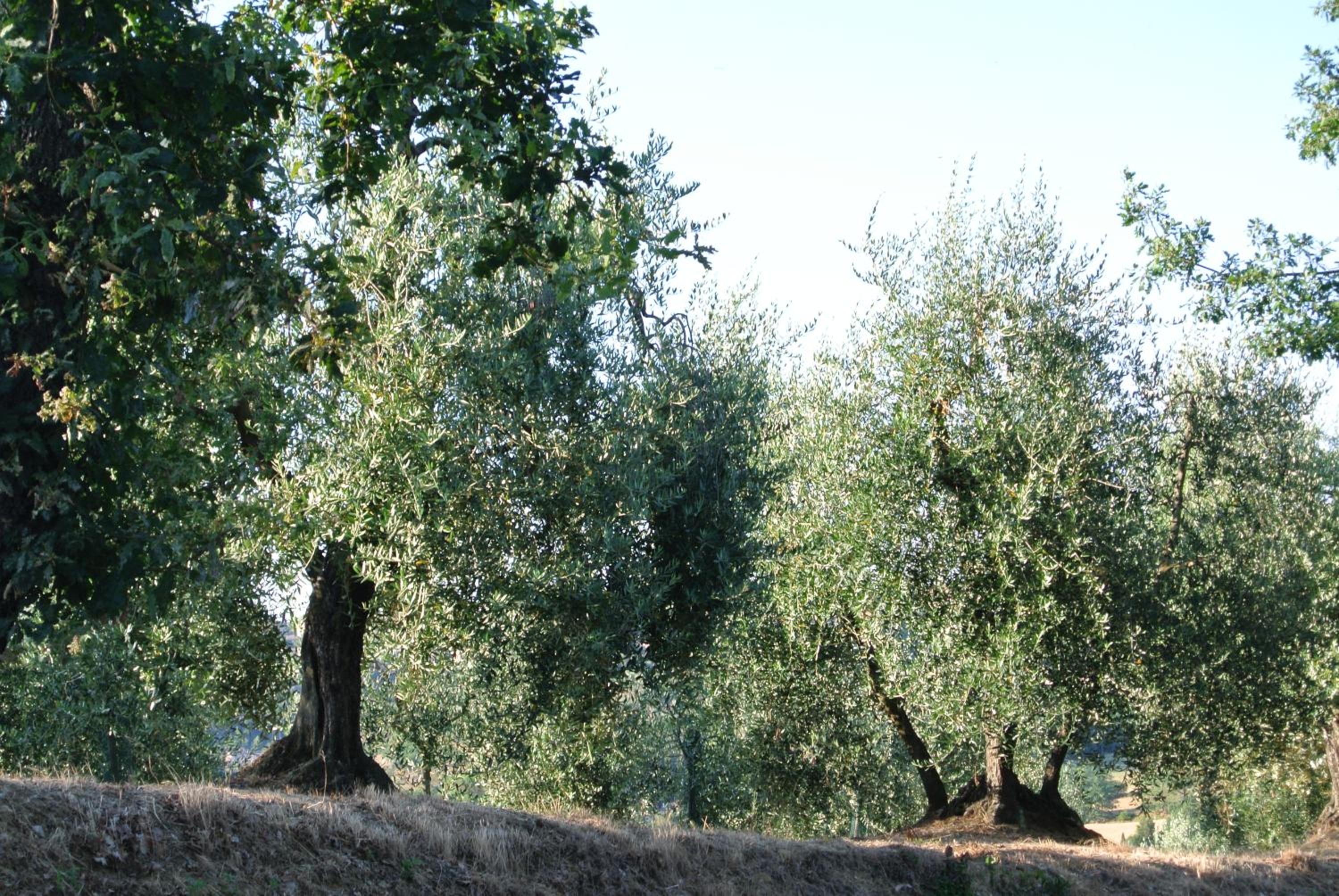 Le Logge di Caprera
