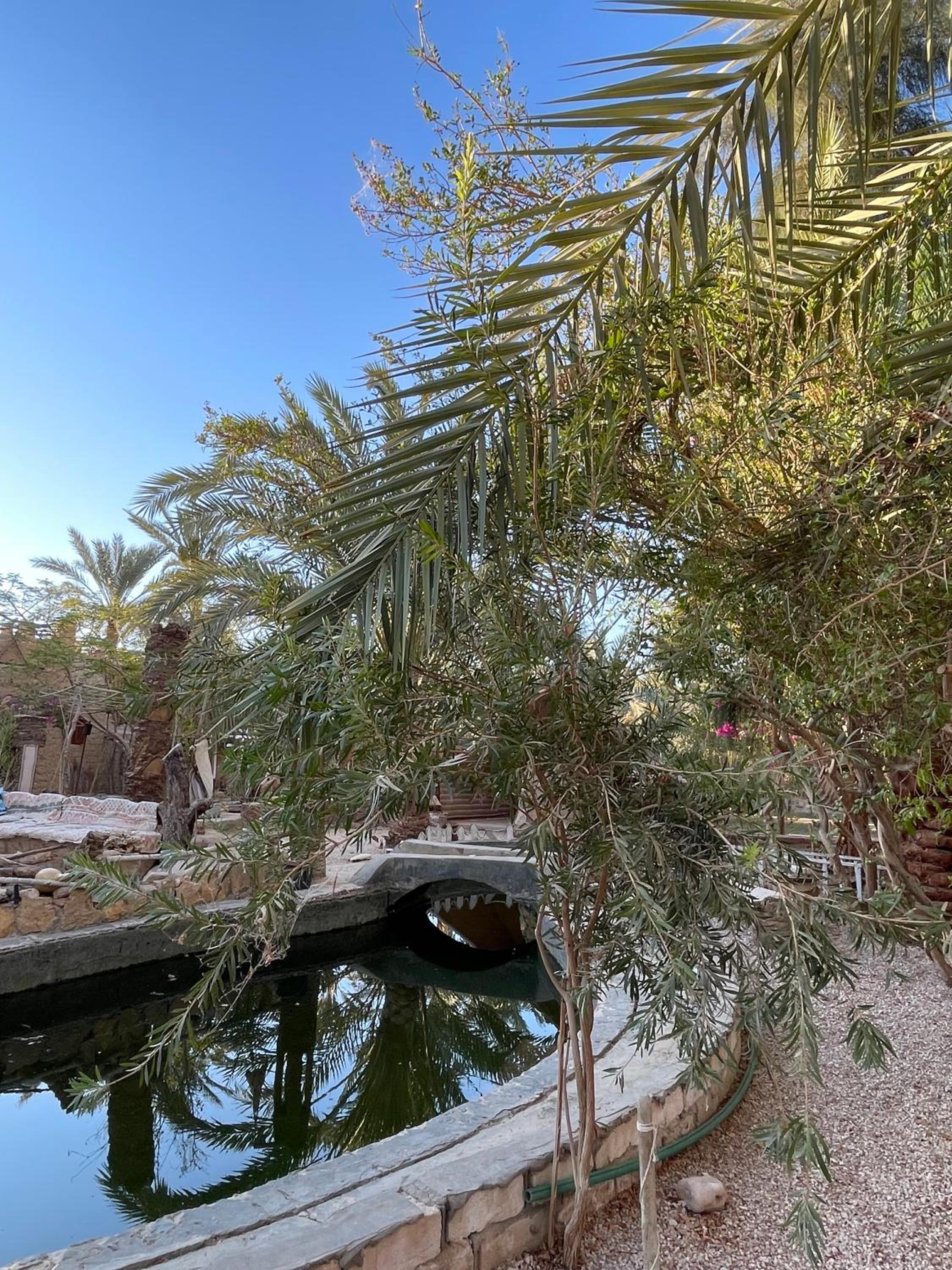 Shamofs art garden