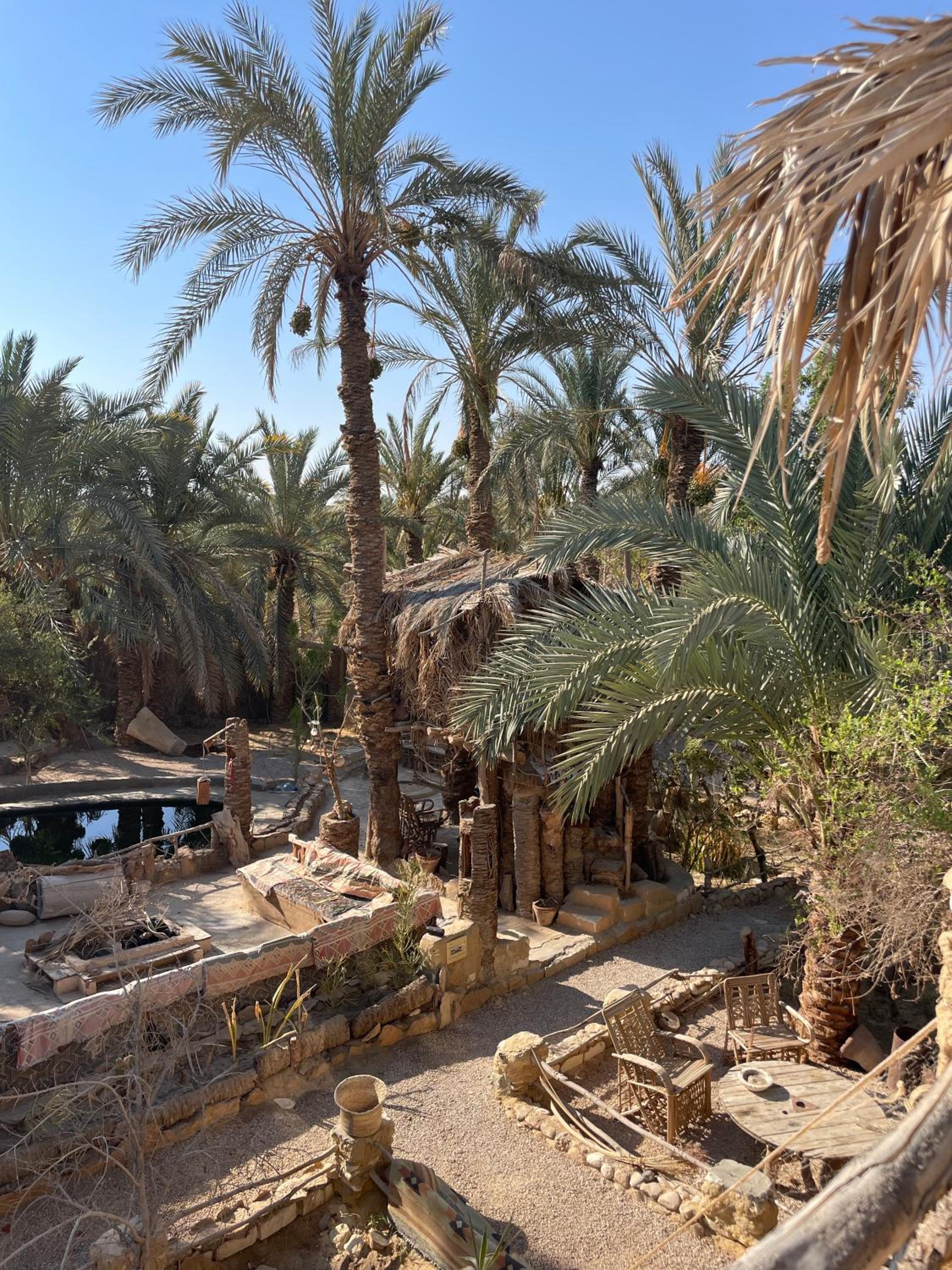 Shamofs art garden