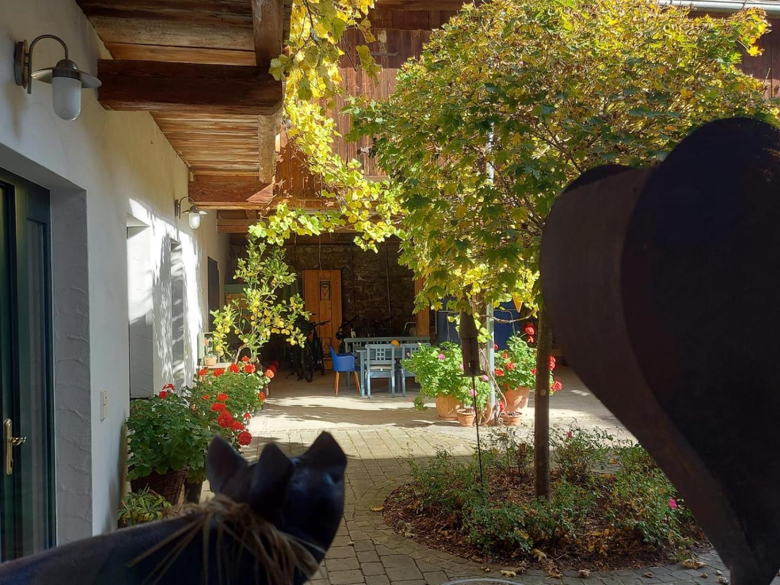 Loftartige Wohnung in Scheibbs mit Schwimmteich