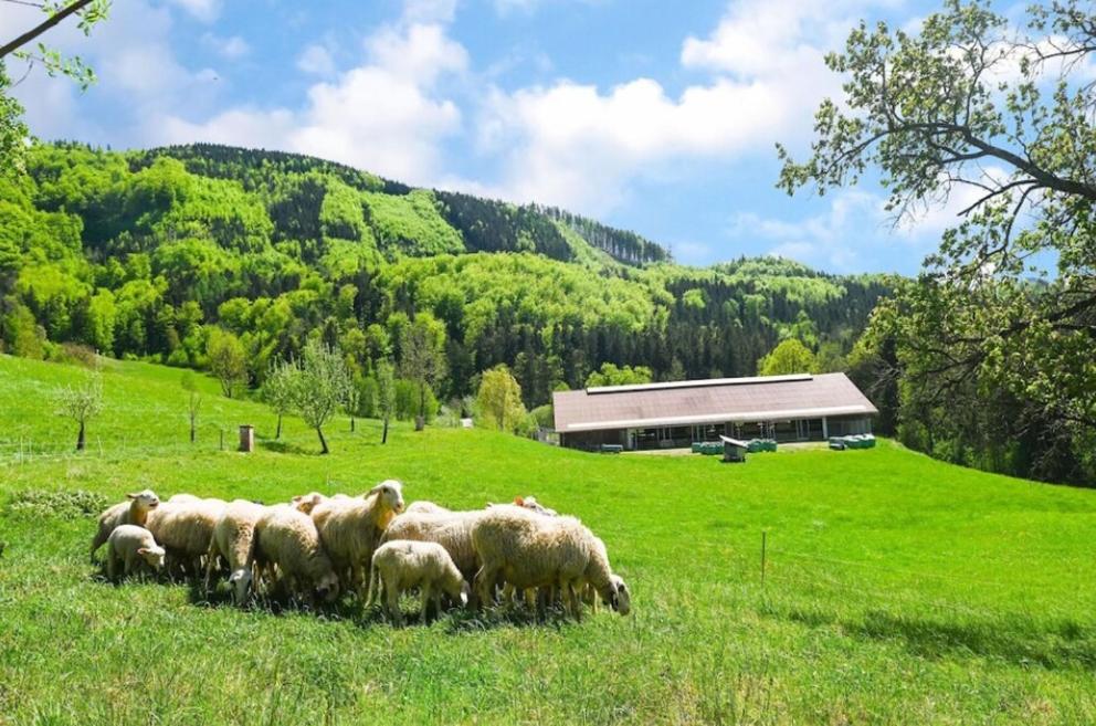 Loftartige Wohnung in Scheibbs mit Schwimmteich