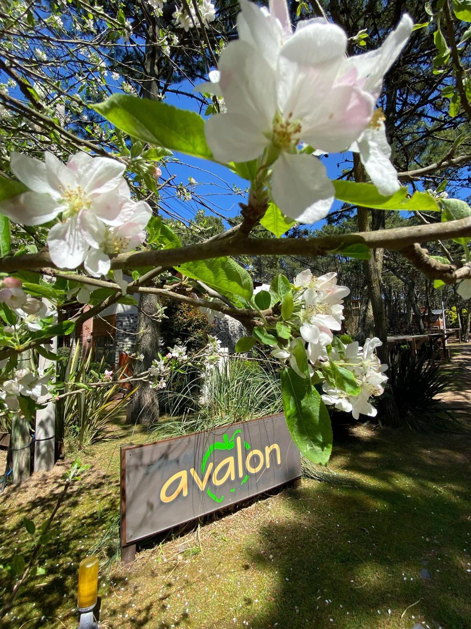 Avalon Apart