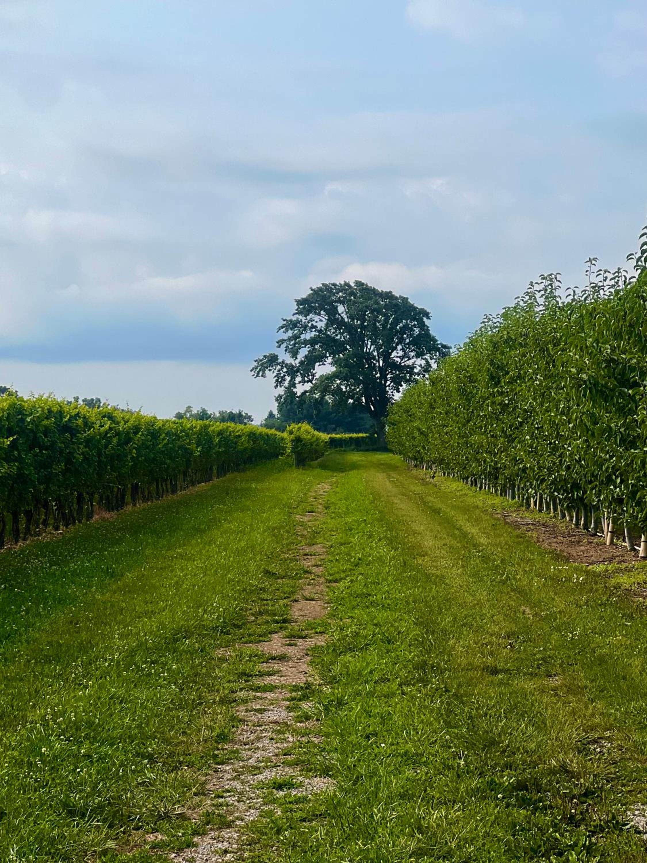 Sunset Suites in Niagara Wine Country