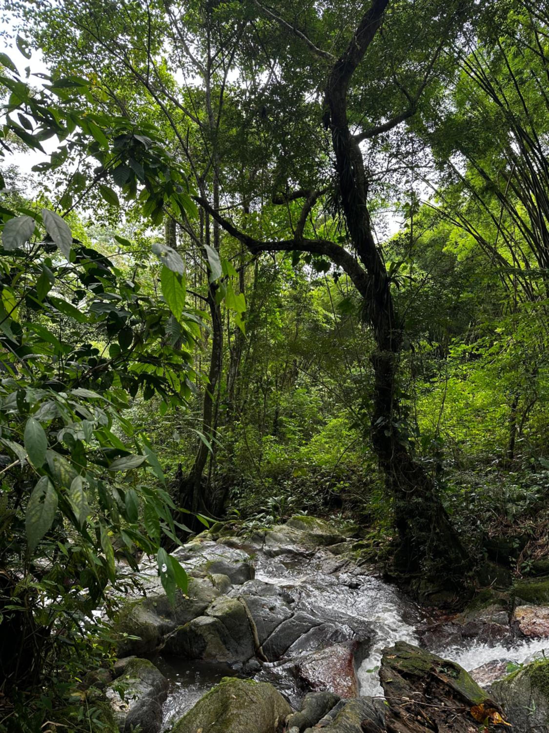 Casa Arimaca, Minca, Sierra Nevada de Santa Marta
