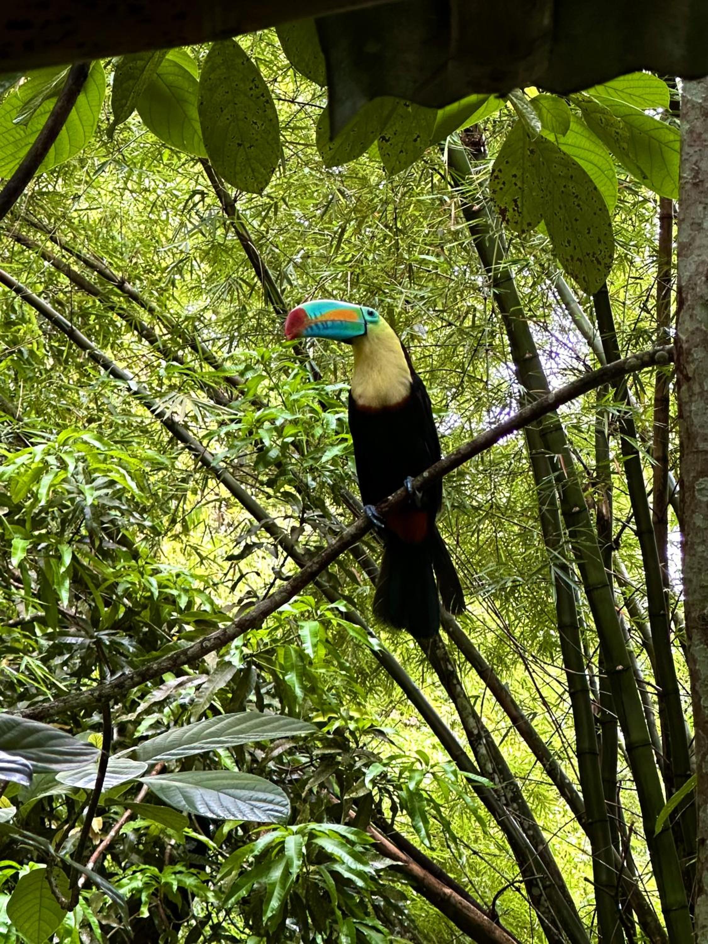 Casa Arimaca, Minca, Sierra Nevada de Santa Marta