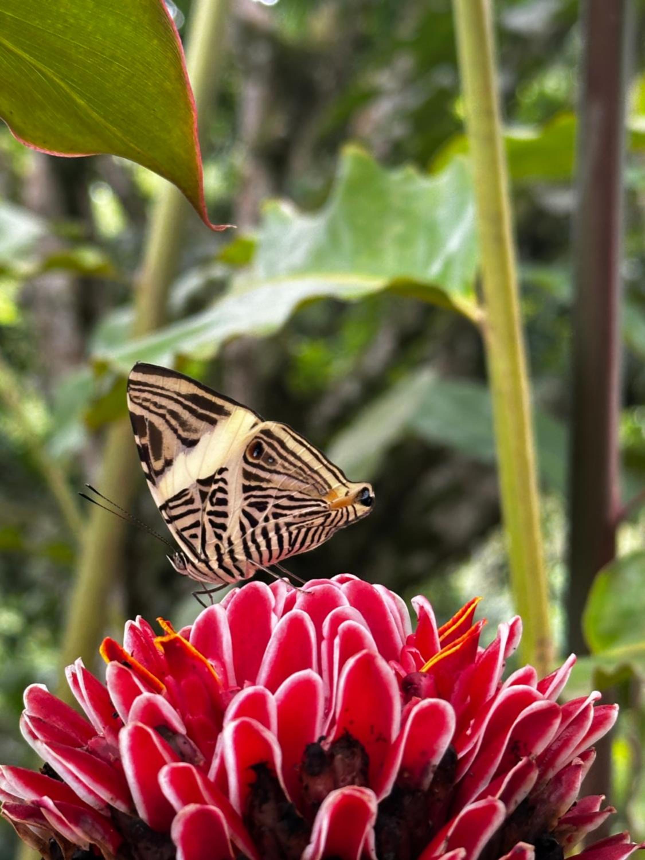 Casa Arimaca, Minca, Sierra Nevada de Santa Marta