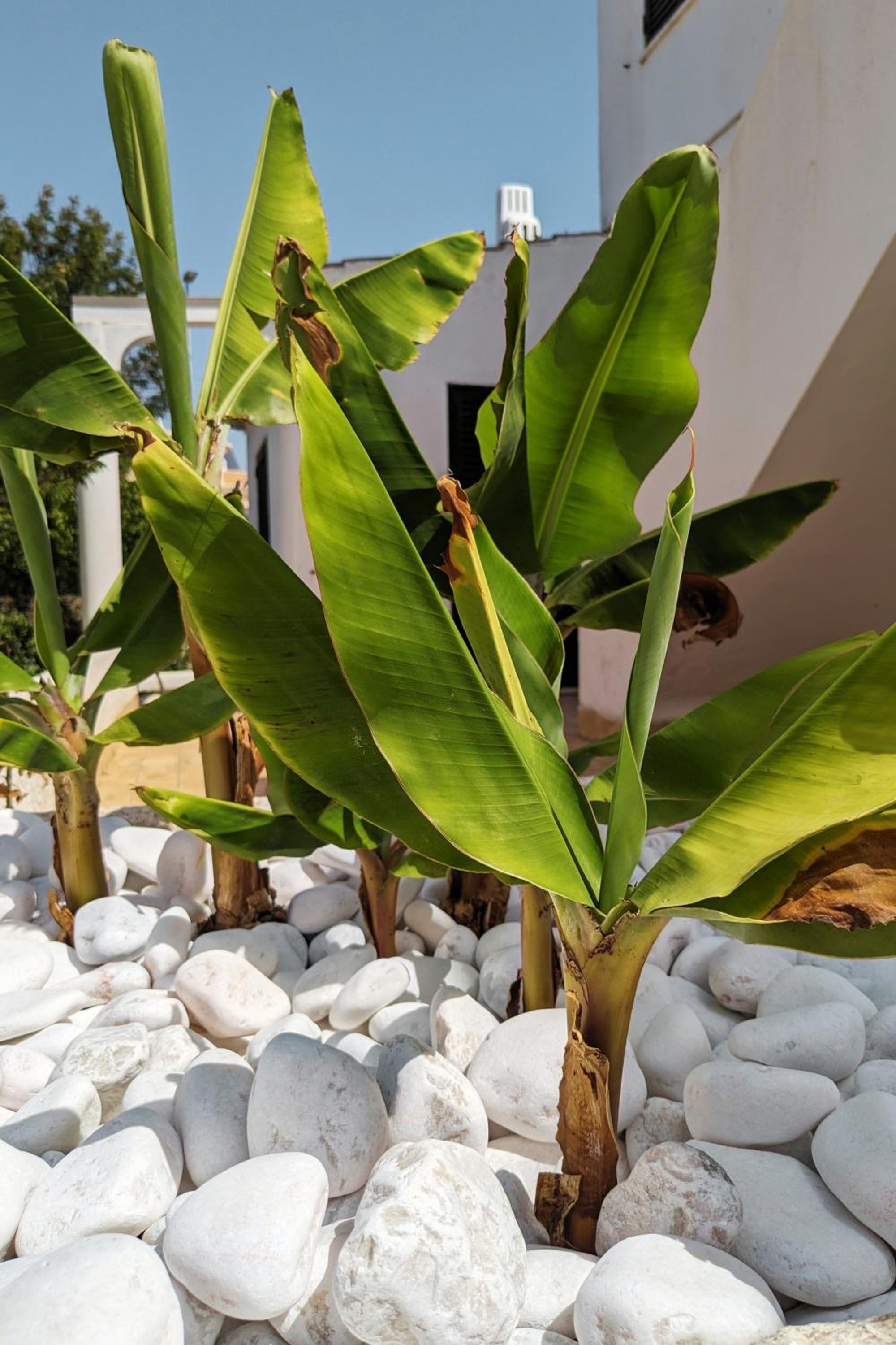 Vivenda Josil - private pool 1km to beach & centre