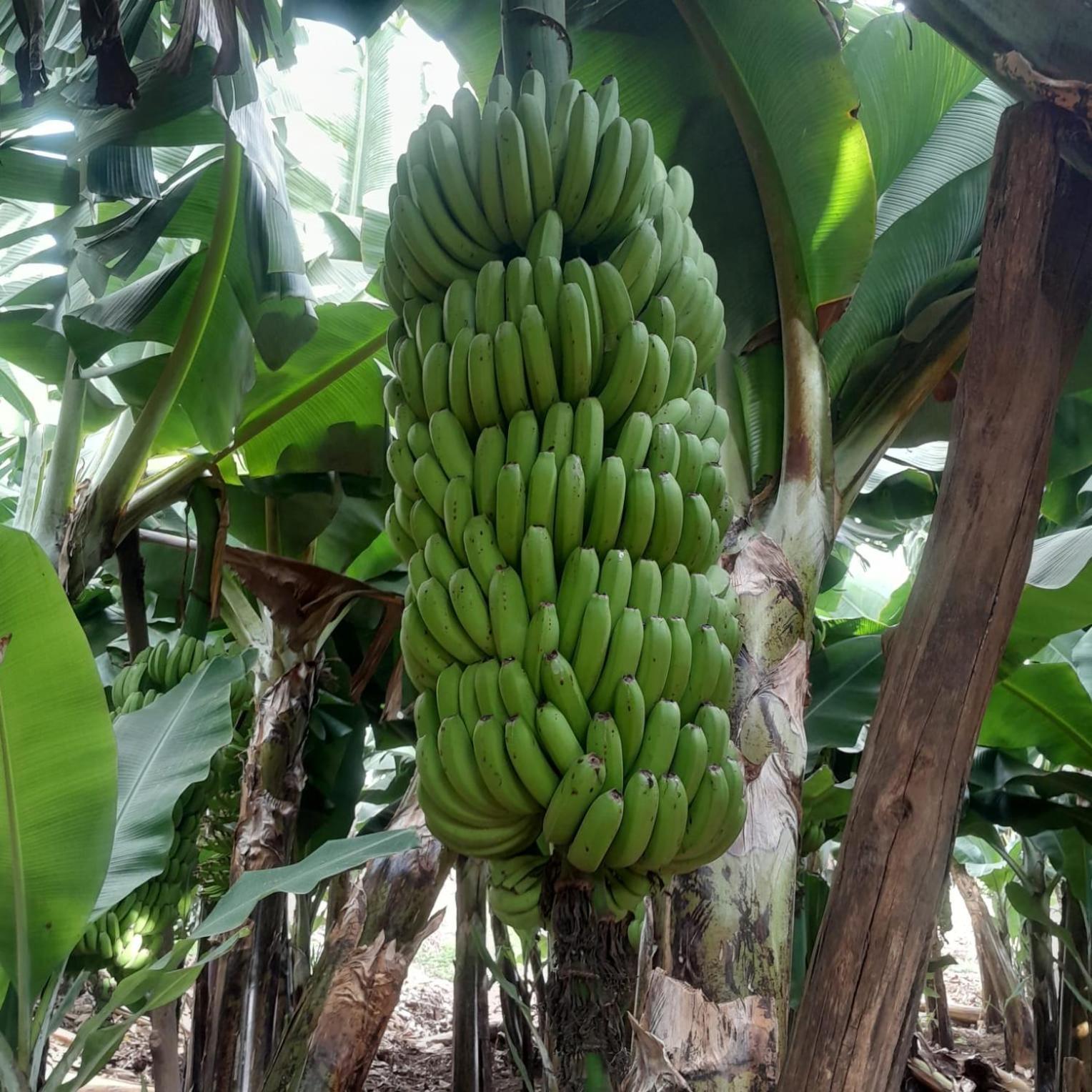 Pensao Zé Doce